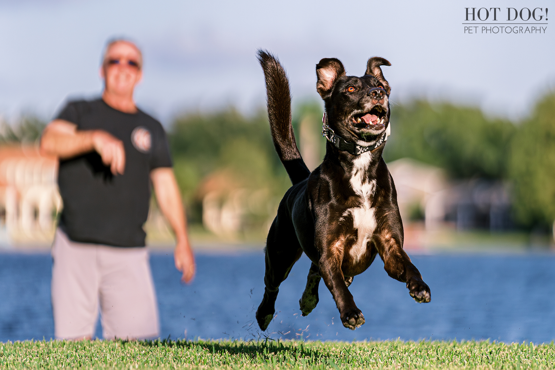 Mixed breed dog named Roxie chasing a ball in College Park, Florida. Photo by Central Florida pet photographer Hot Dog! Pet Photography
