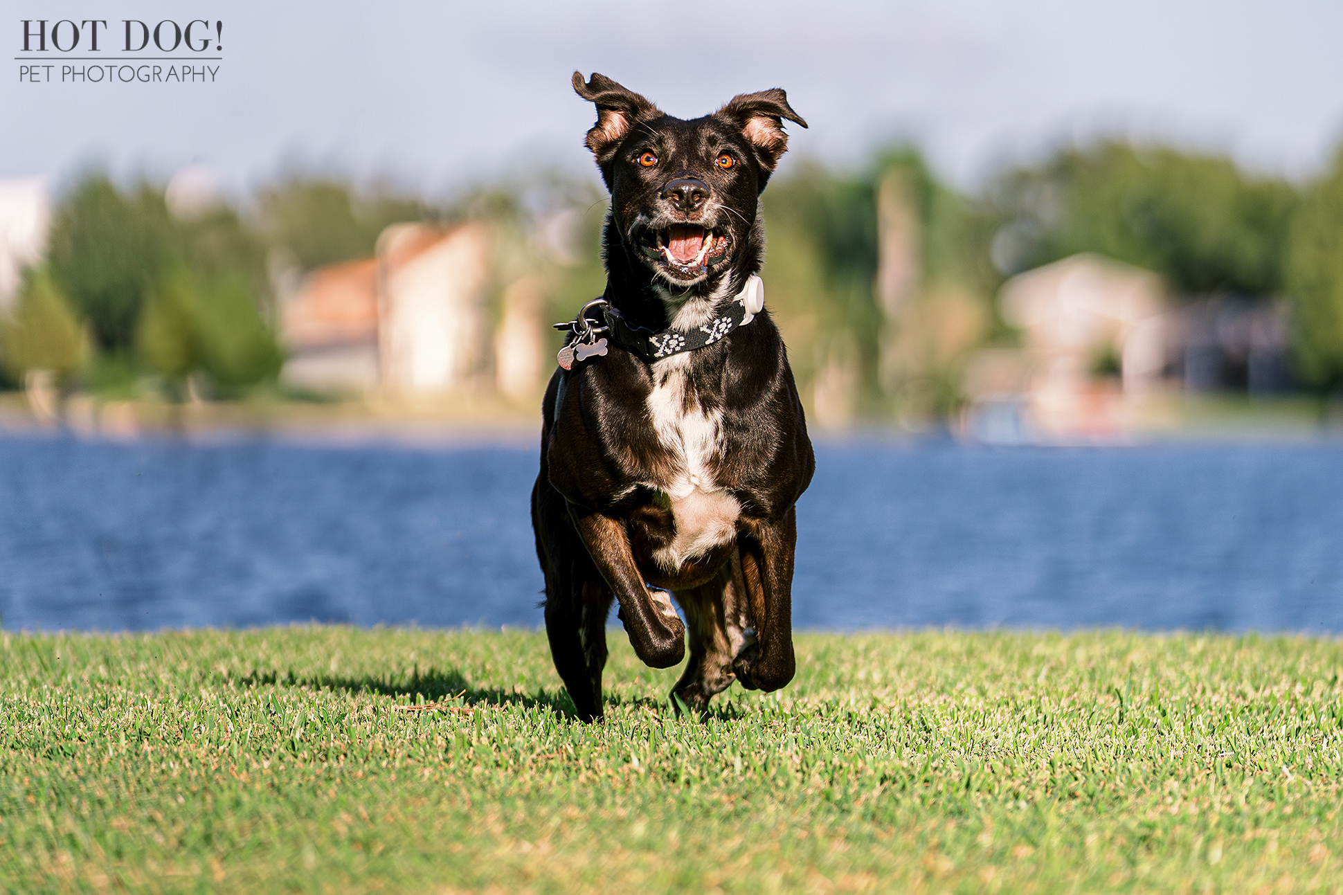 If you're looking for a professional pet photographer who can capture the personality of your furry friend, then Hot Dog! Pet Photography is the studio for you.