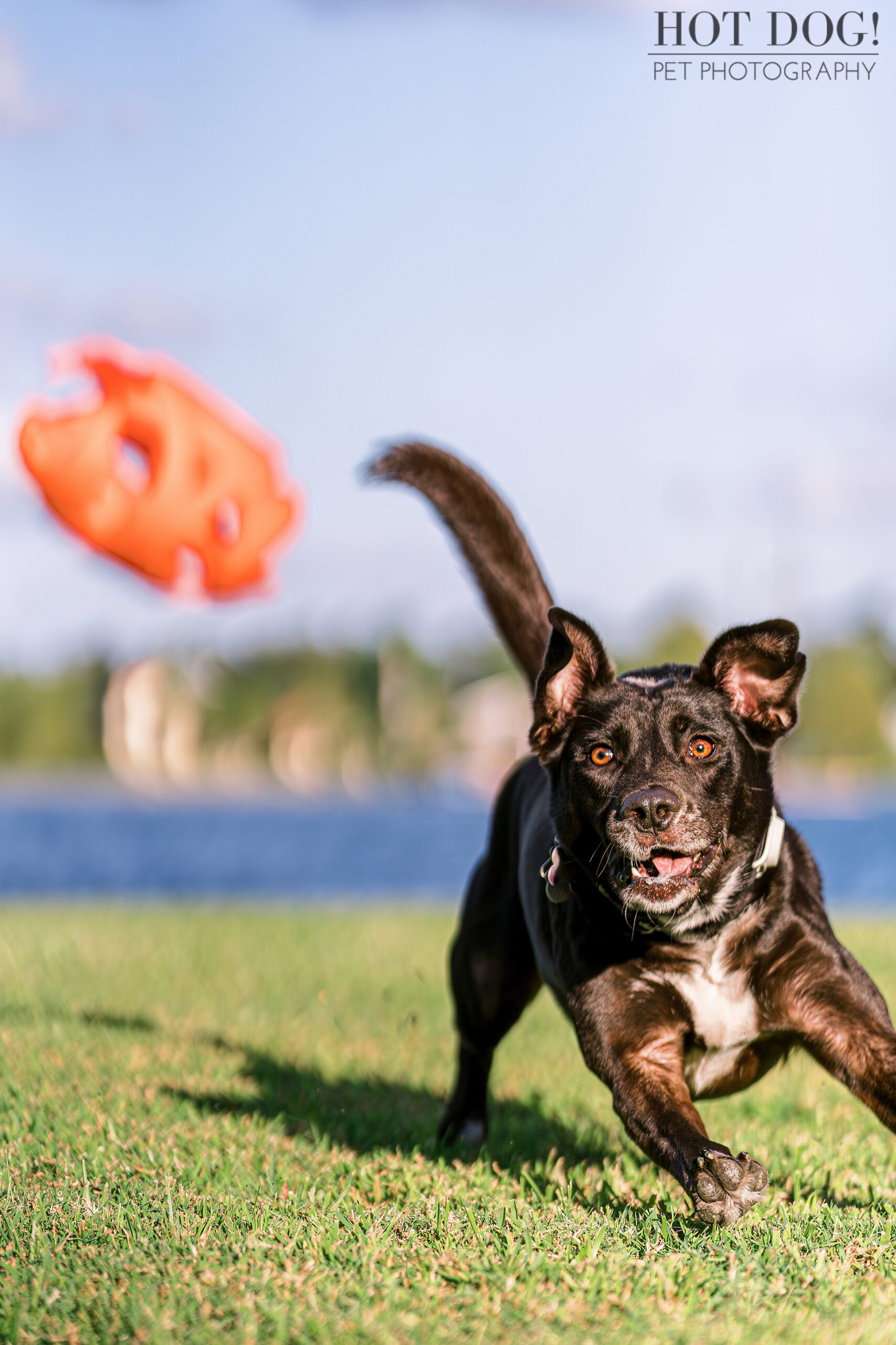 Roxie racing after her ball in mid air in College Park, Florida. Photo by Central Florida pet photographer Hot Dog! Pet Photography