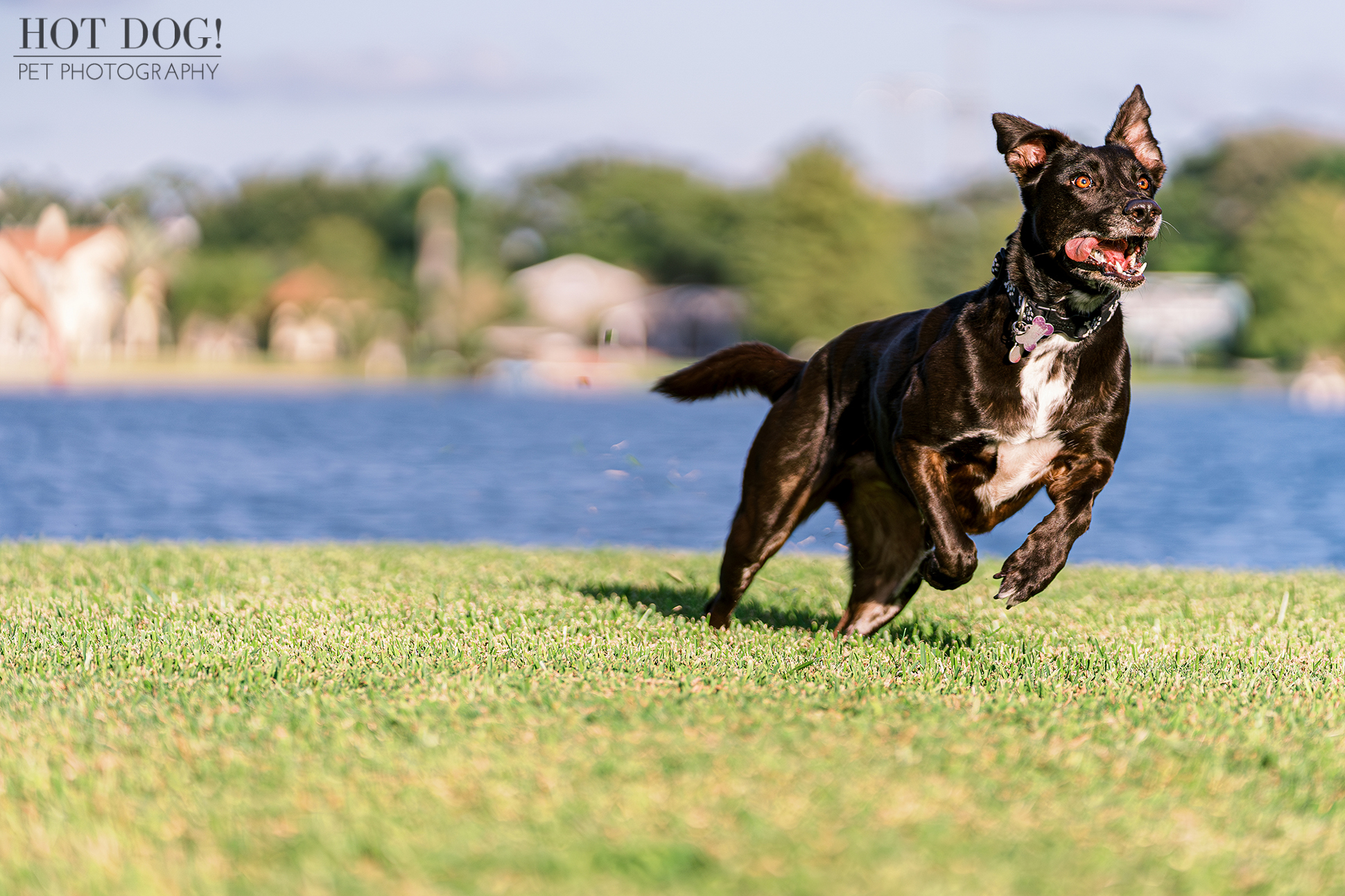 Action shot of a happy mixed breed dog named Roxie playing fetch in College Park, Florida. Photo by Central Florida pet photographer Hot Dog! Pet Photography