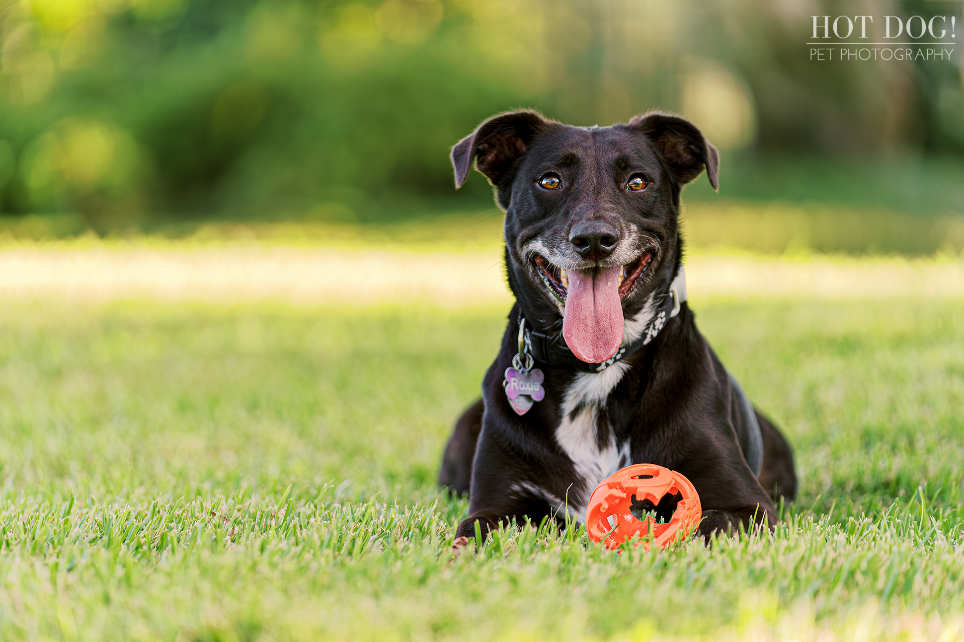 Shake, rattle, and roll! Roxie, the rockstar mixed breed, gives her favorite toy a good thrashing in College Park, her body a blur of furry fury. (Photo by Hot Dog! Pet Photography)