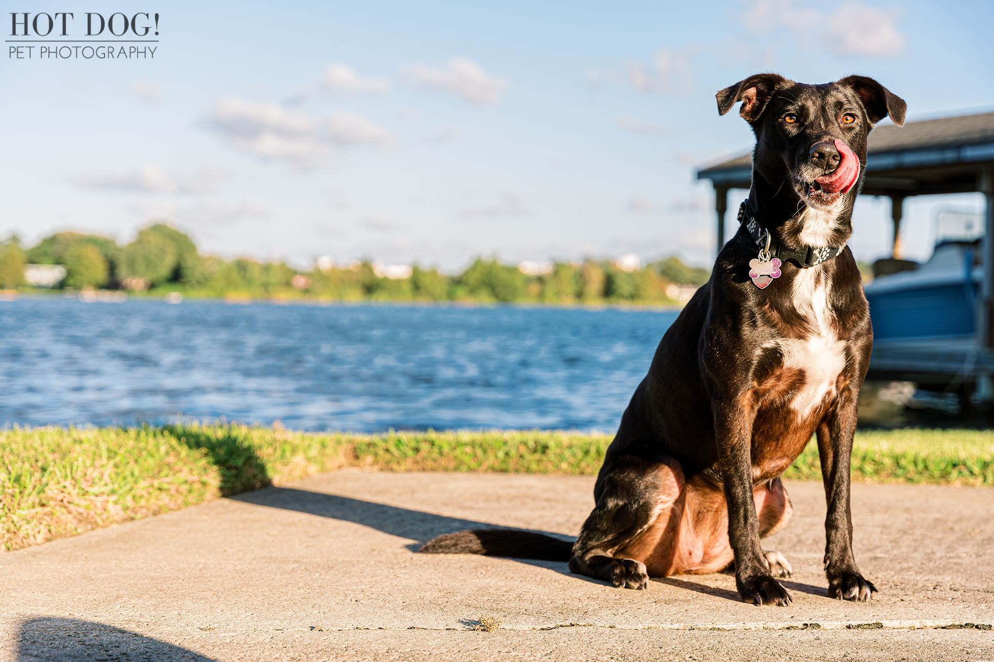 Pet photographer Hot Dog! Pet Photography captures the adorable personality of rescue dog Roxie in this professional photo session.