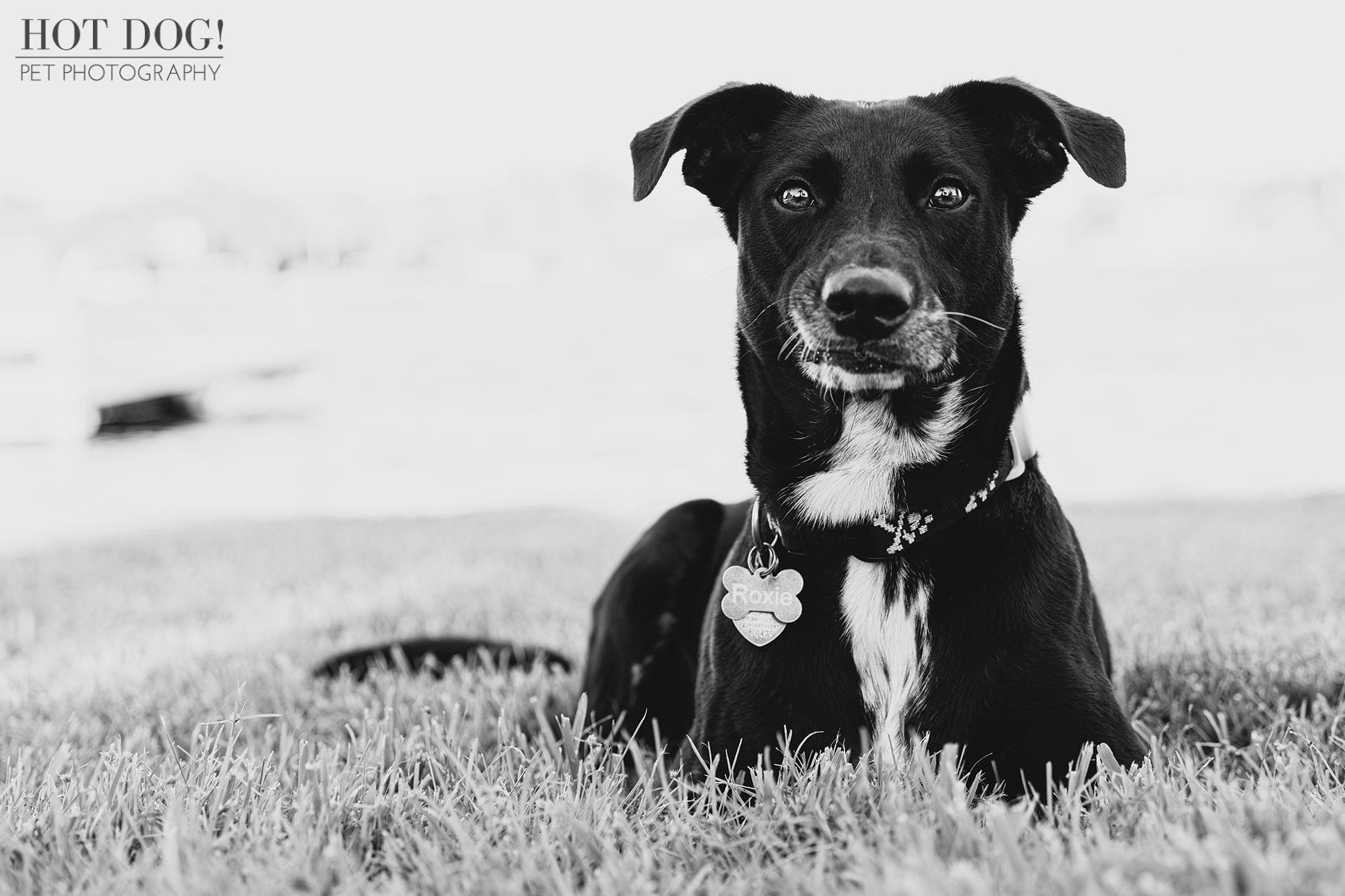 Black and white photo of a mixed breed dog named Roxie gazing intently into the distance, her fur tousled by the wind in College Park, Florida. Photo by Central Florida pet photographer Hot Dog! Pet Photography