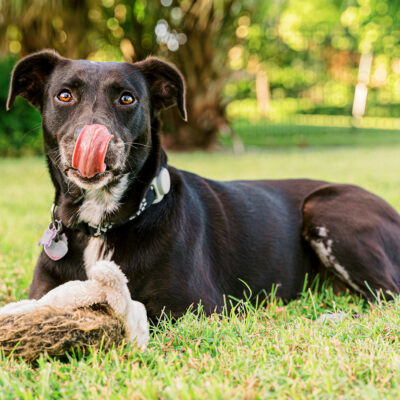 Roxie the Mixed Breed Rescue Dog | College Park Pet Photography