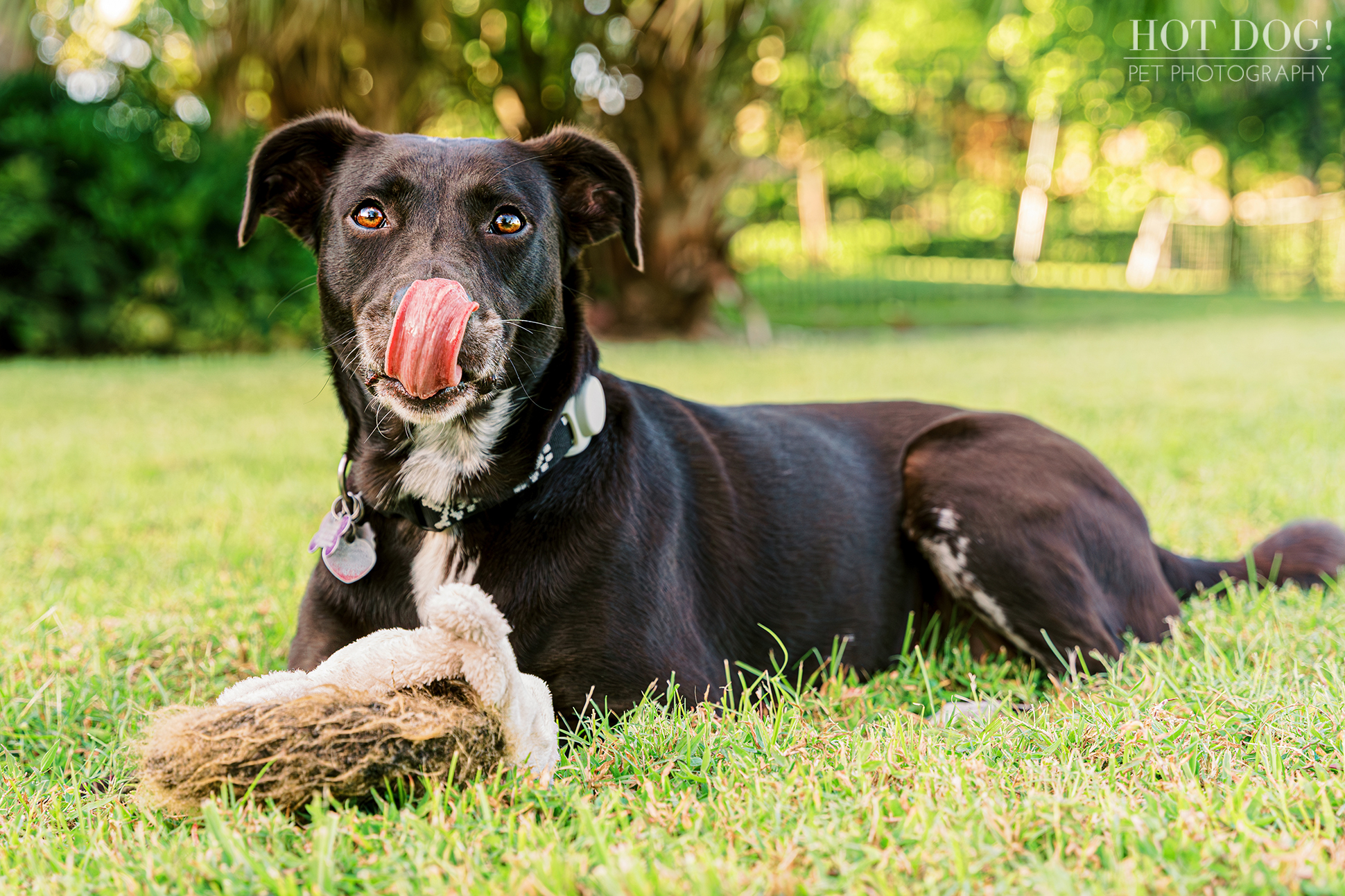 Hot Dog! Pet Photography is the premier pet photography studio in the area, and this photo session with Roxie the mixed breed rescue dog is proof of their talent.