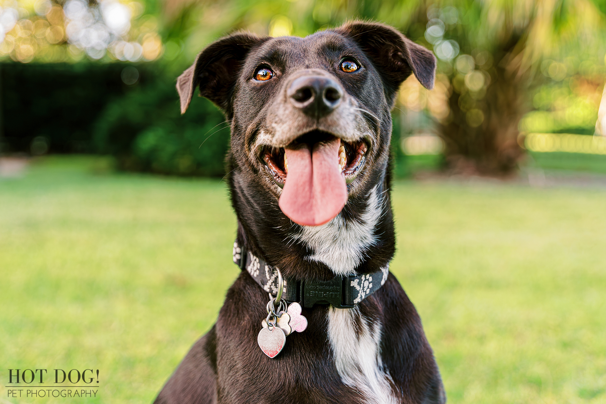 Close-up portrait of a stunning mixed breed dog named Roxie's eyes sparkling with mischief, captured by Central Florida pet photographer Hot Dog! Pet Photography in College Park.