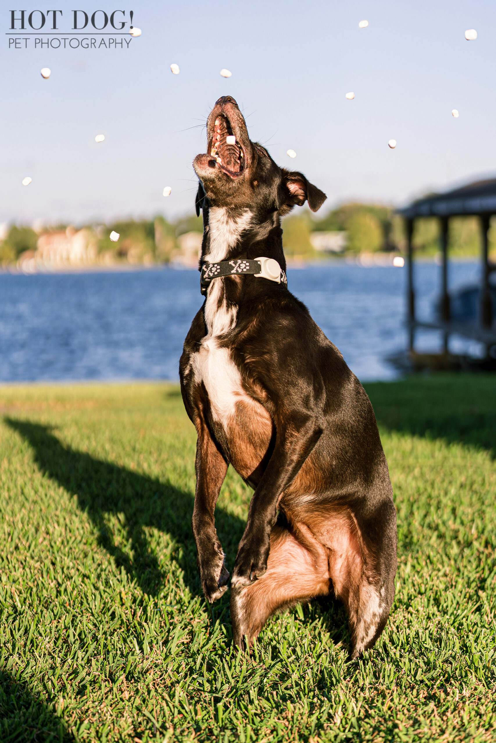 Marshmallow fanatic! Roxie leaps for the sky in College Park, her focus laser-sharp as she snags marshmallow treats from the air. (Photo by Hot Dog! Pet Photography)