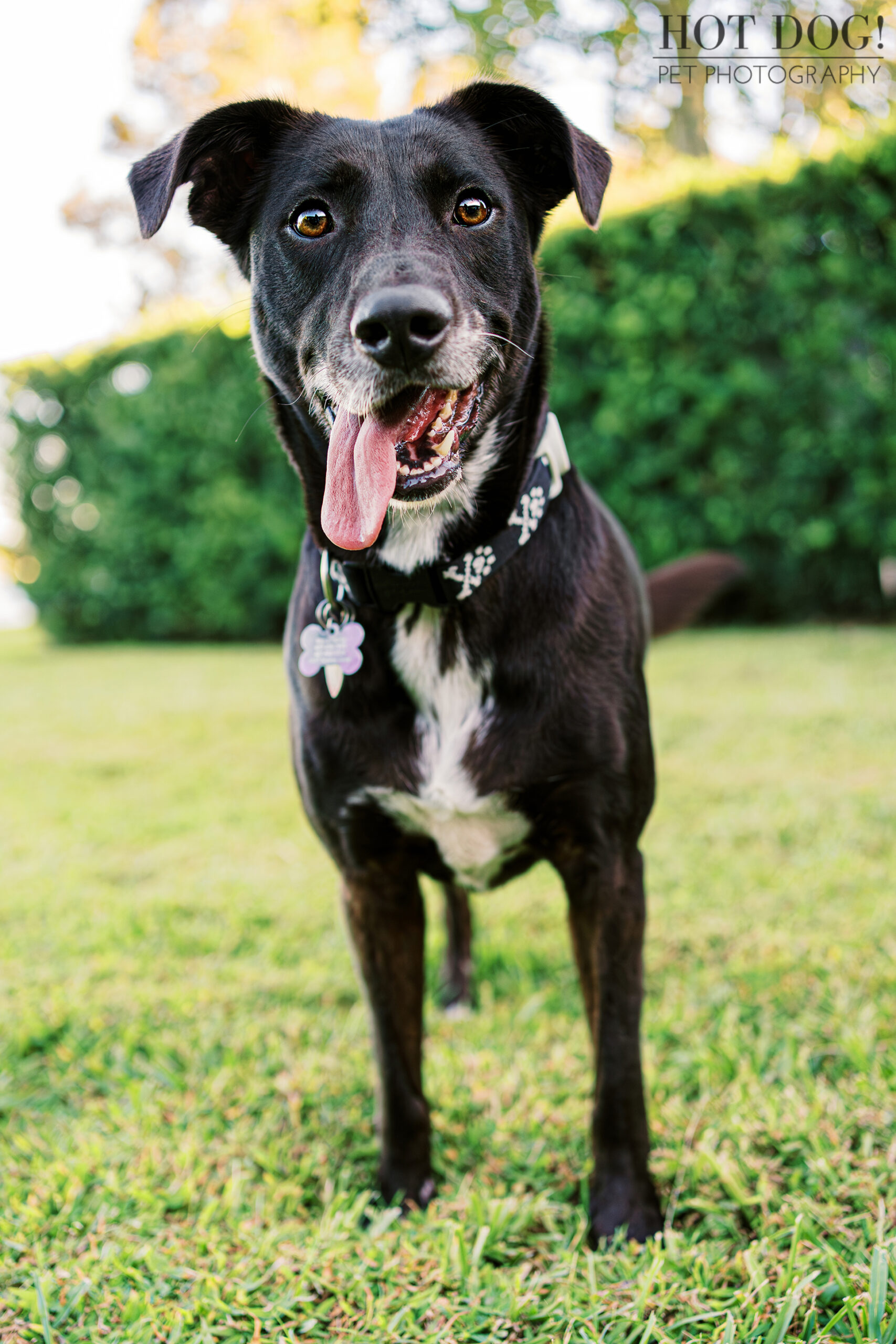 Roxie the mixed breed is a natural in front of the camera in this professional pet photo session by Hot Dog! Pet Photography.