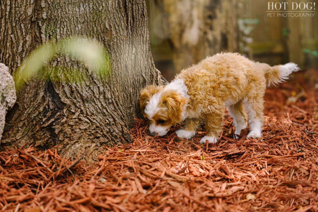 Hot Dog! Pet Photography creates beautiful pet portraits in Orlando.