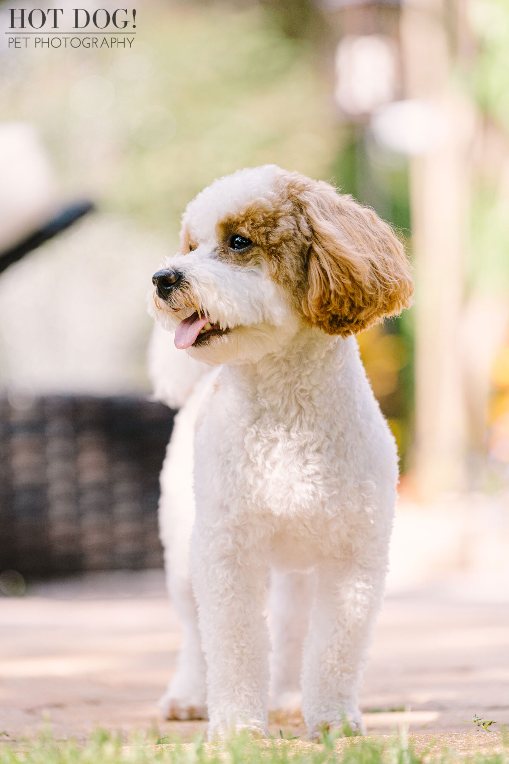 Orlando pet photographer Hot Dog! Pet Photography captures adorable Malchipoo puppies in stunning photos.