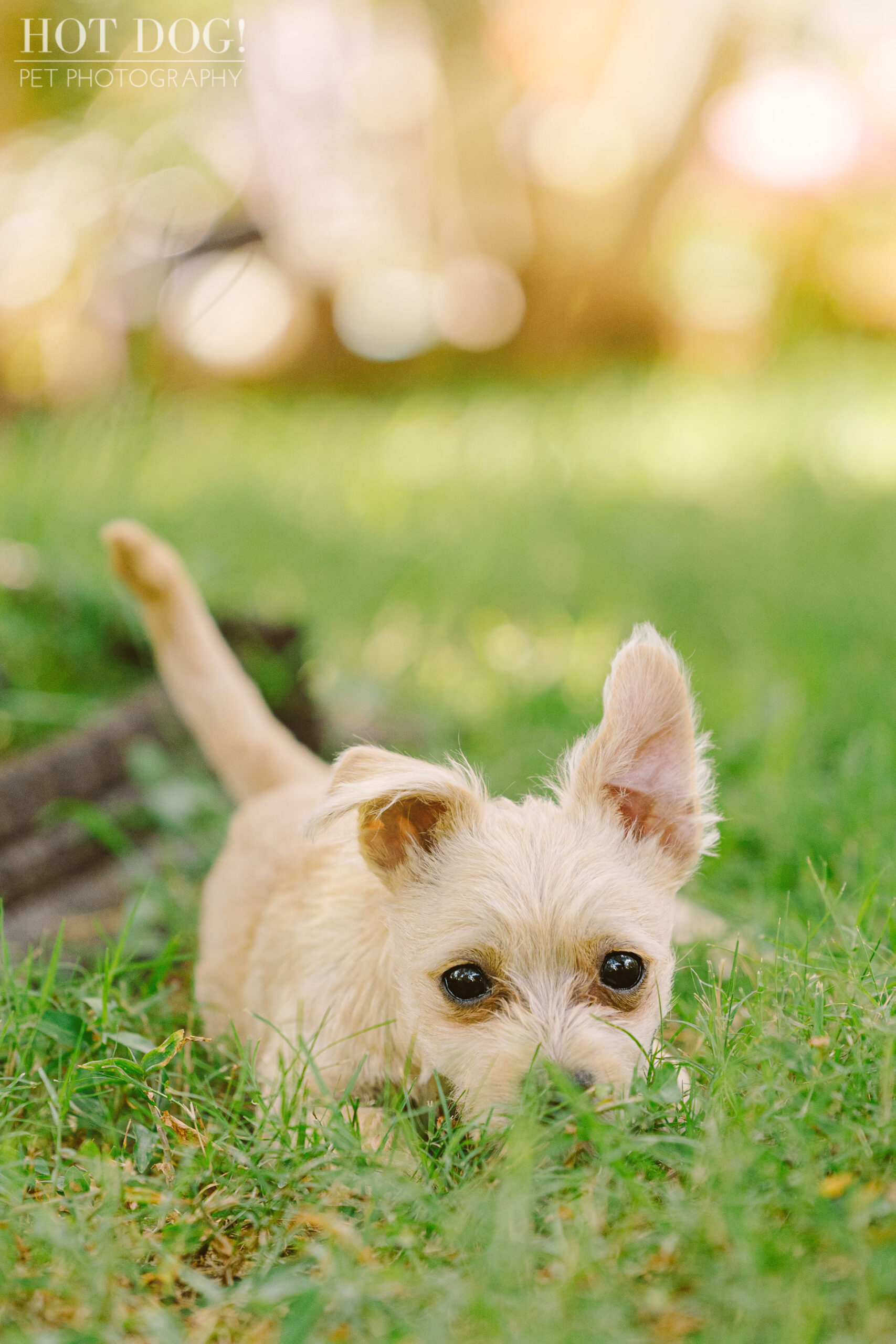 Orlando pet photographer Hot Dog! Pet Photography specializes in capturing the personality of your pets in their photos.