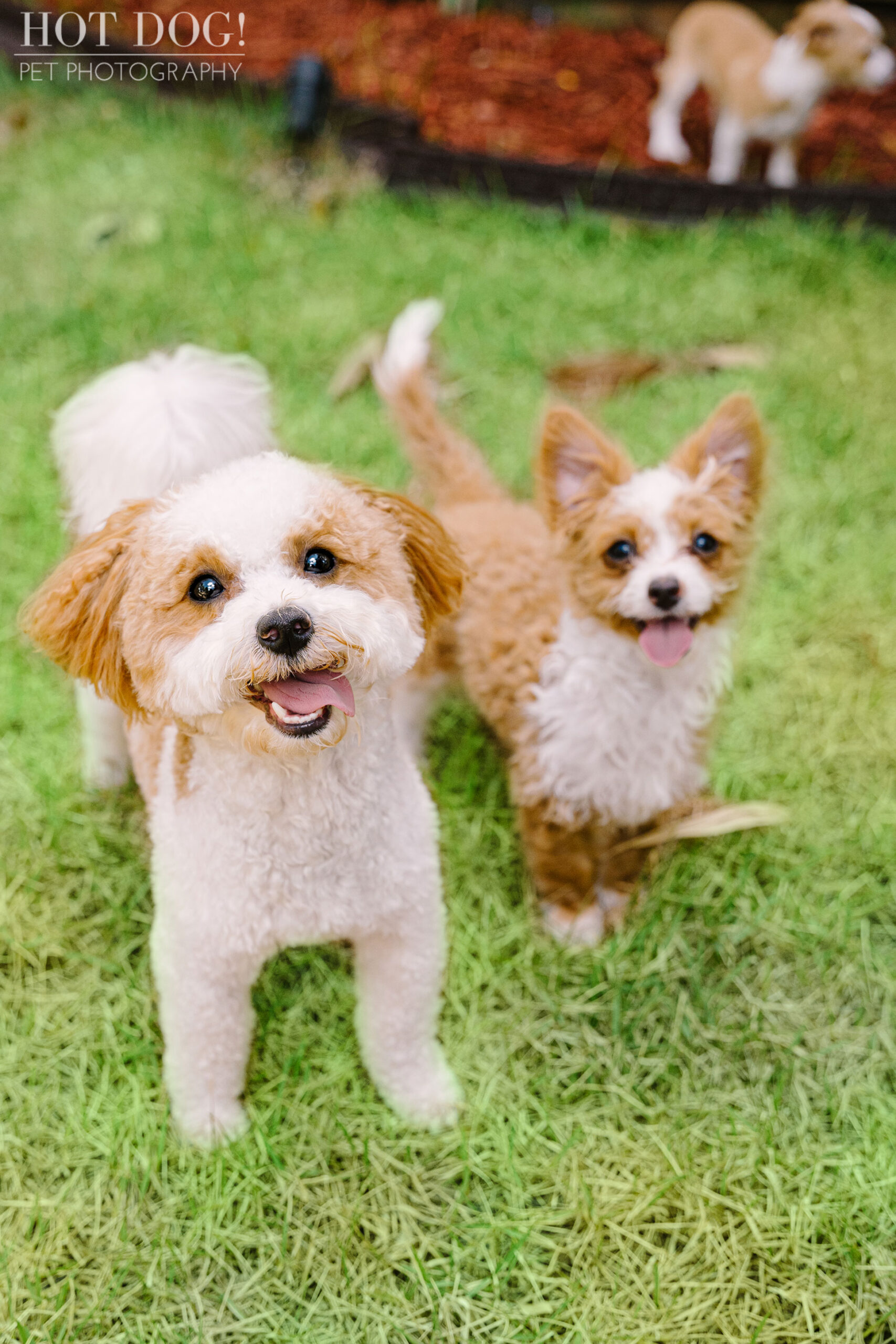 Hot Dog! Pet Photography is the perfect choice for pet photography in Orlando.
