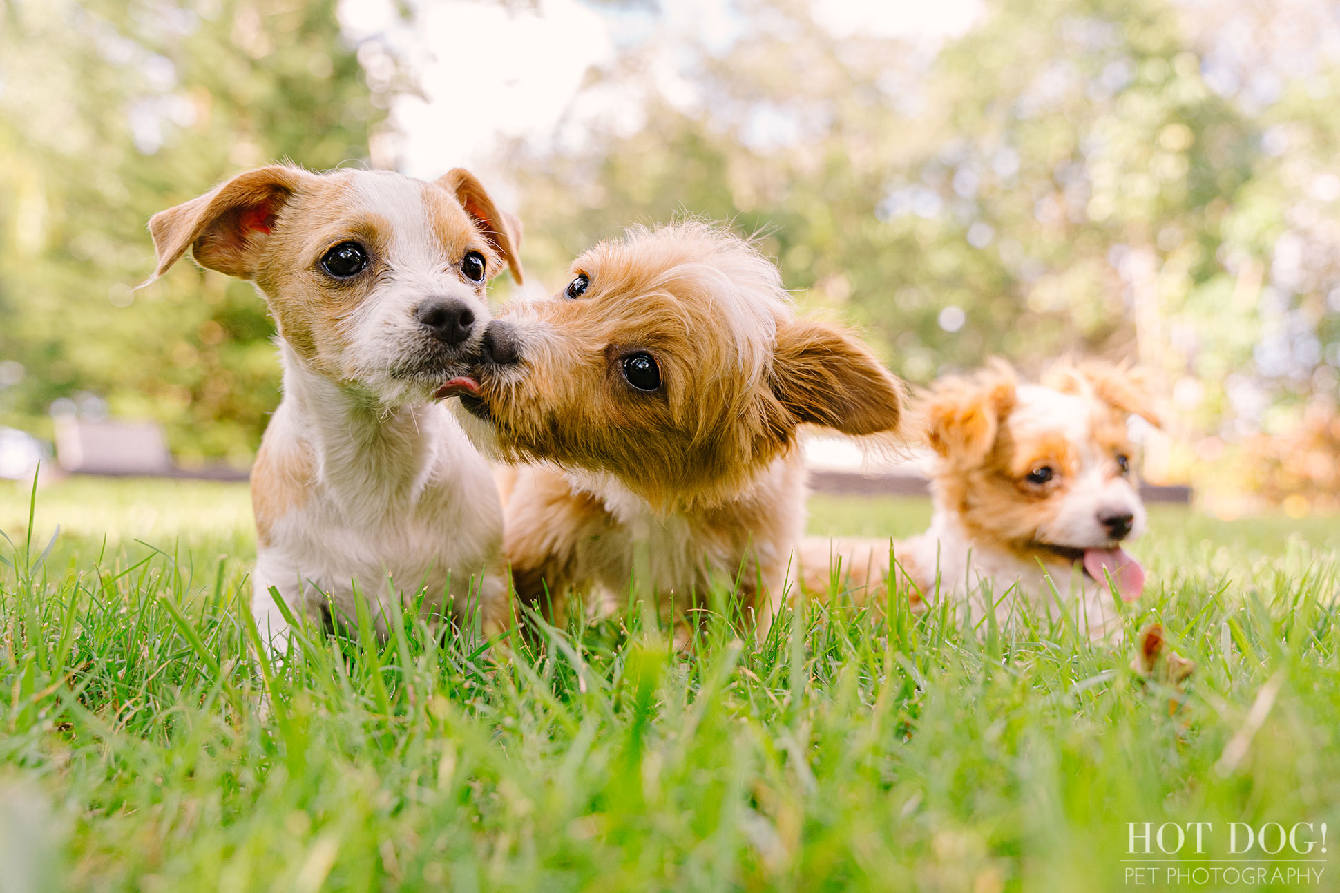 Orlando pet photographer Hot Dog! Pet Photography captures the love between a litter of Malchipoo puppies.