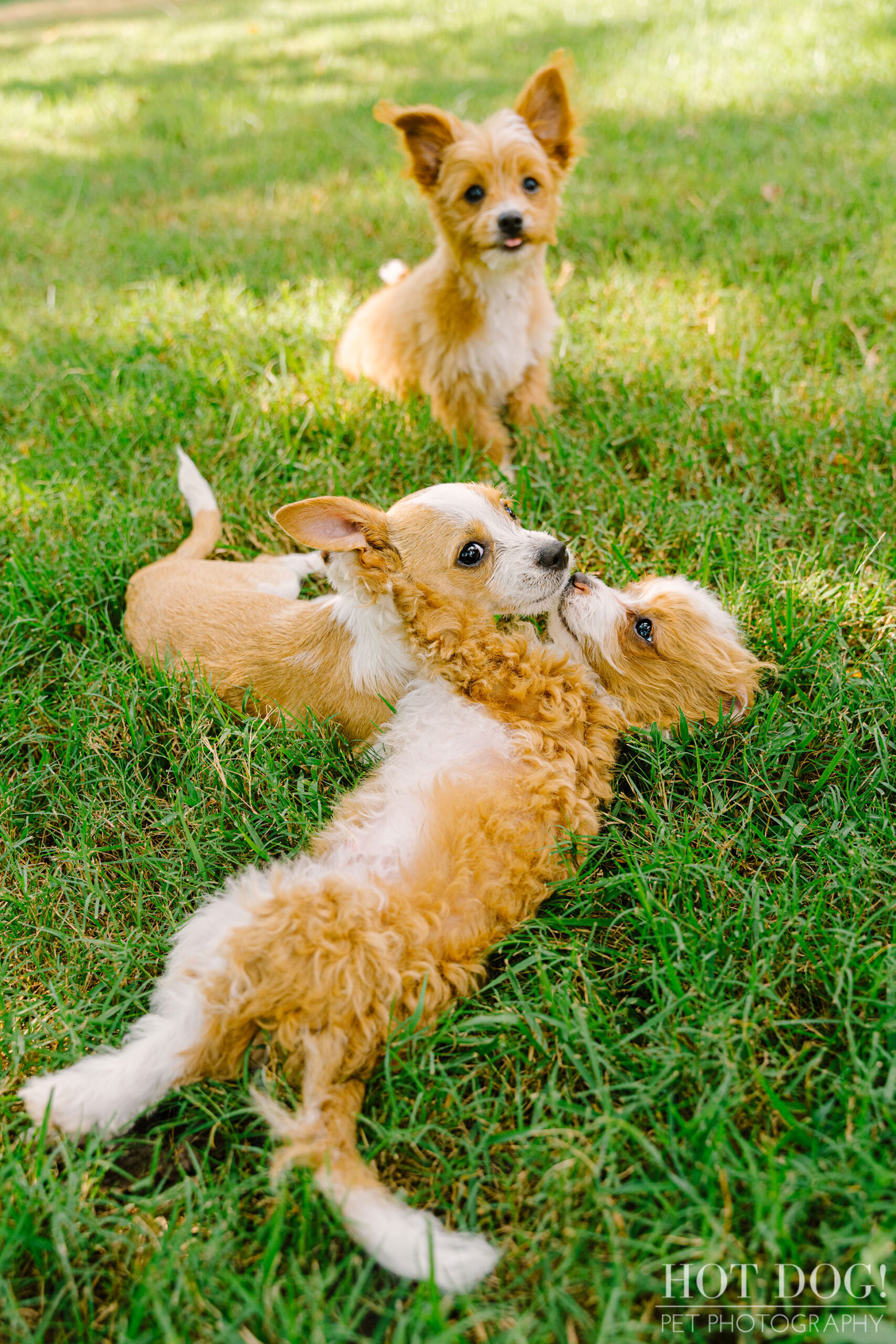 Orlando pet photographer Hot Dog! Pet Photography captures the love between a litter of Malchipoo puppies.