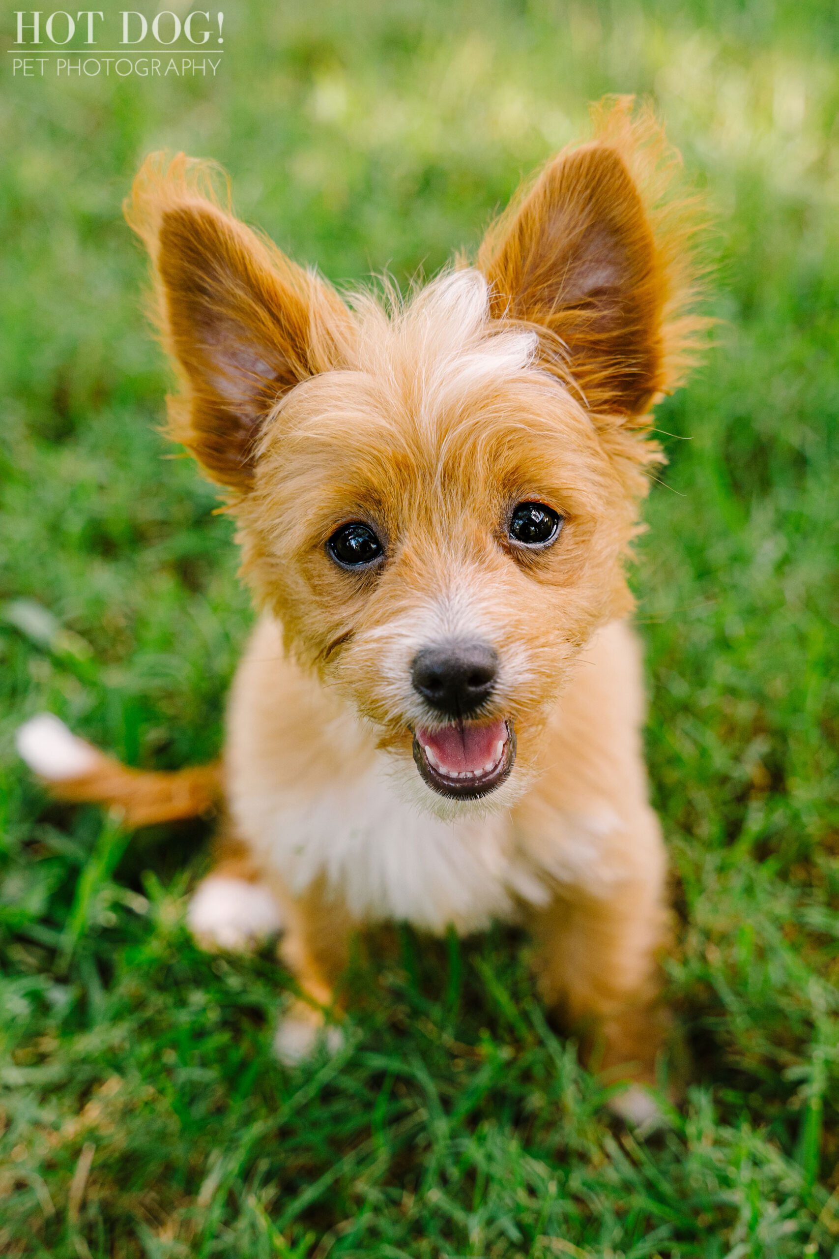 Orlando pet photographer Tom Pitera captures adorable Malchipoo puppies in stunning photos.