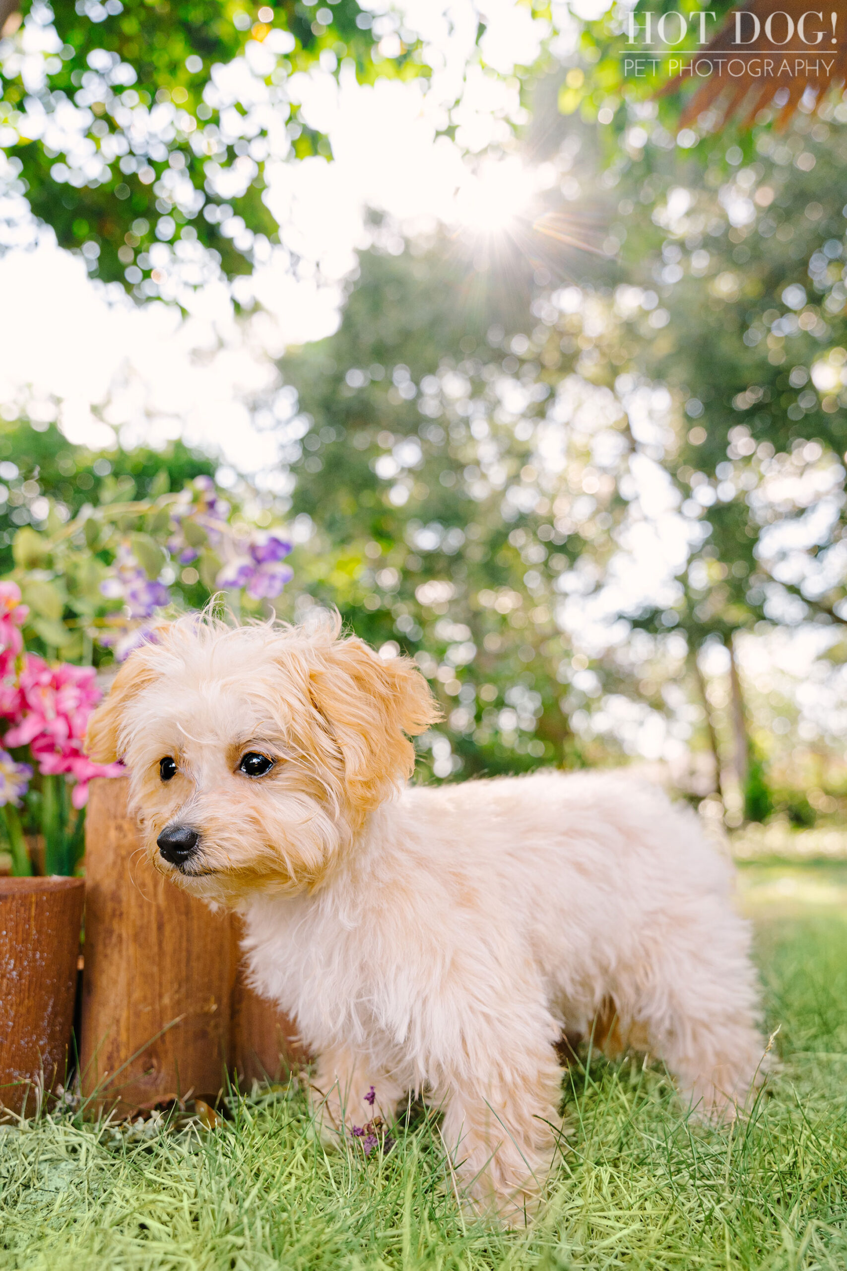 Hot Dog! Pet Photography offers a variety of pet photography services in Orlando.