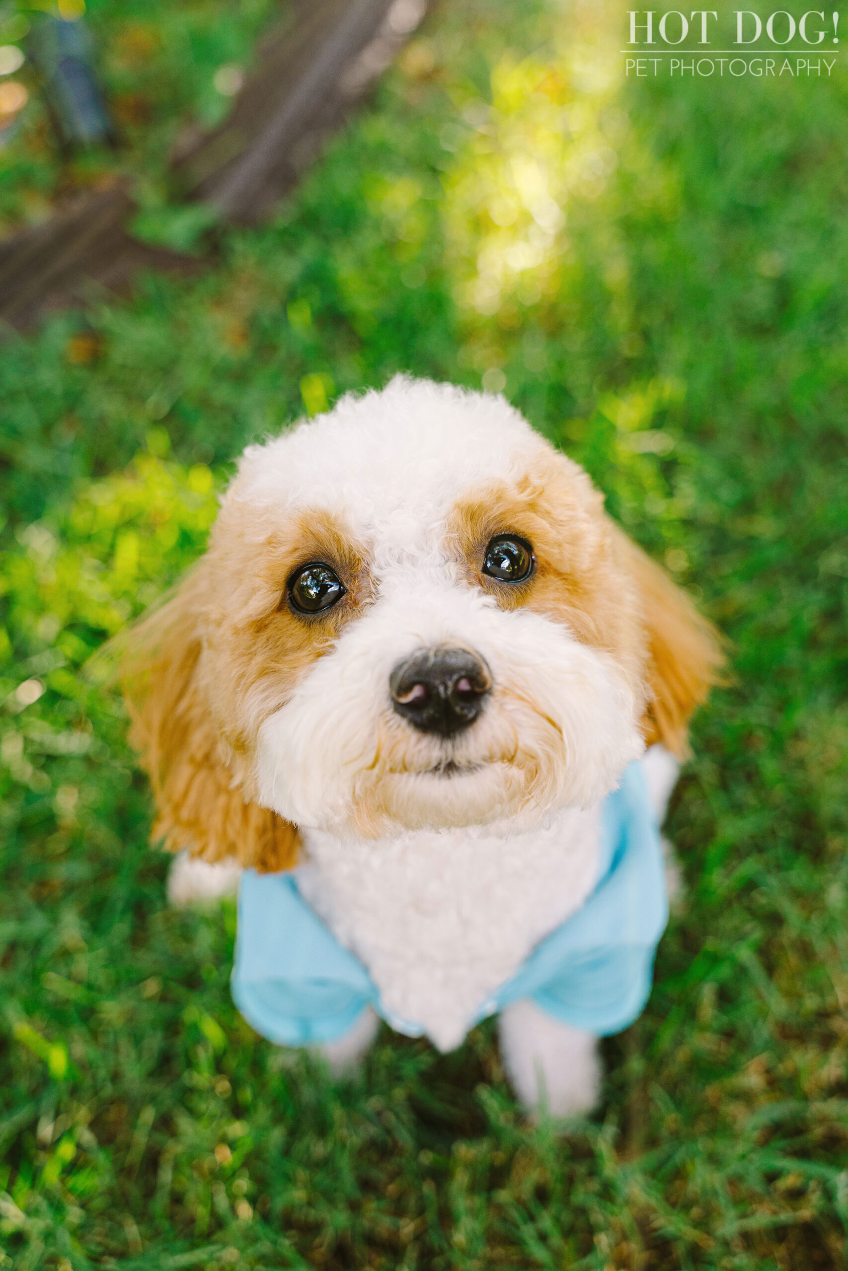 Orlando pet photographer Hot Dog! Pet Photography captures adorable Malchipoo puppies in stunning photos.