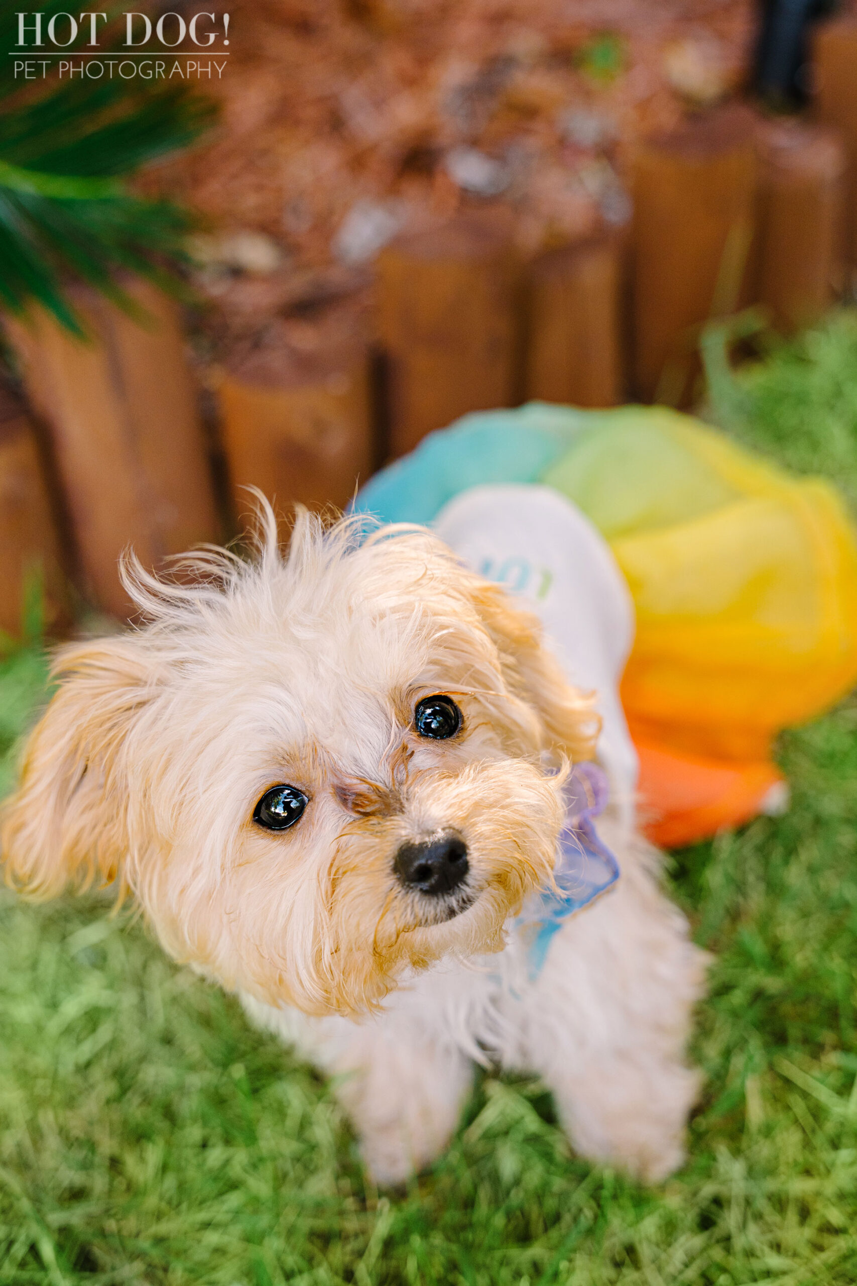 Stunning pet portraits of Malchipoo puppies in Orlando by Hot Dog! Pet Photography.