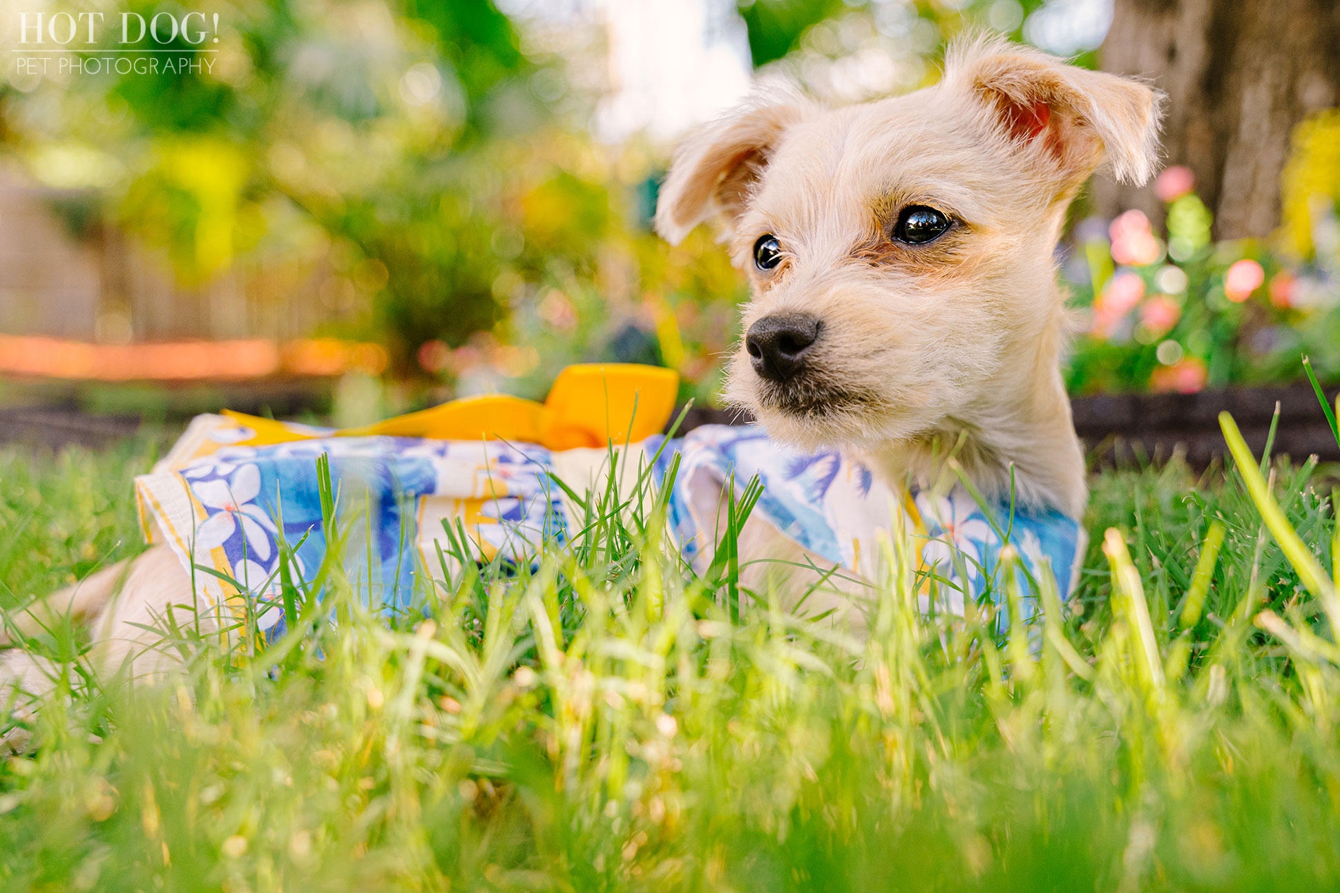 Malchipoo puppies are the stars of this adorable pet photo session in Orlando by Hot Dog! Pet Photography.