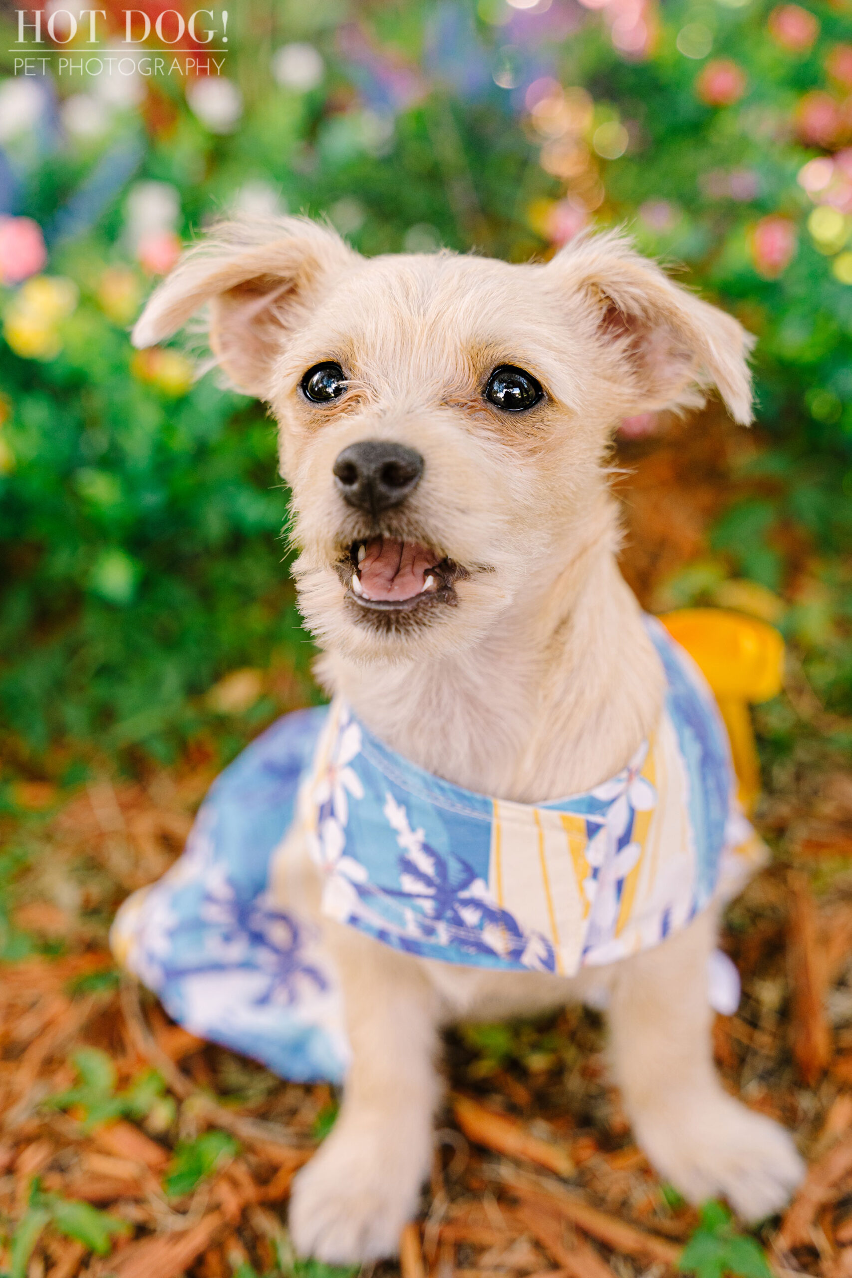 Malchipoo puppies are the stars of this adorable pet photo session in Orlando by Hot Dog! Pet Photography.