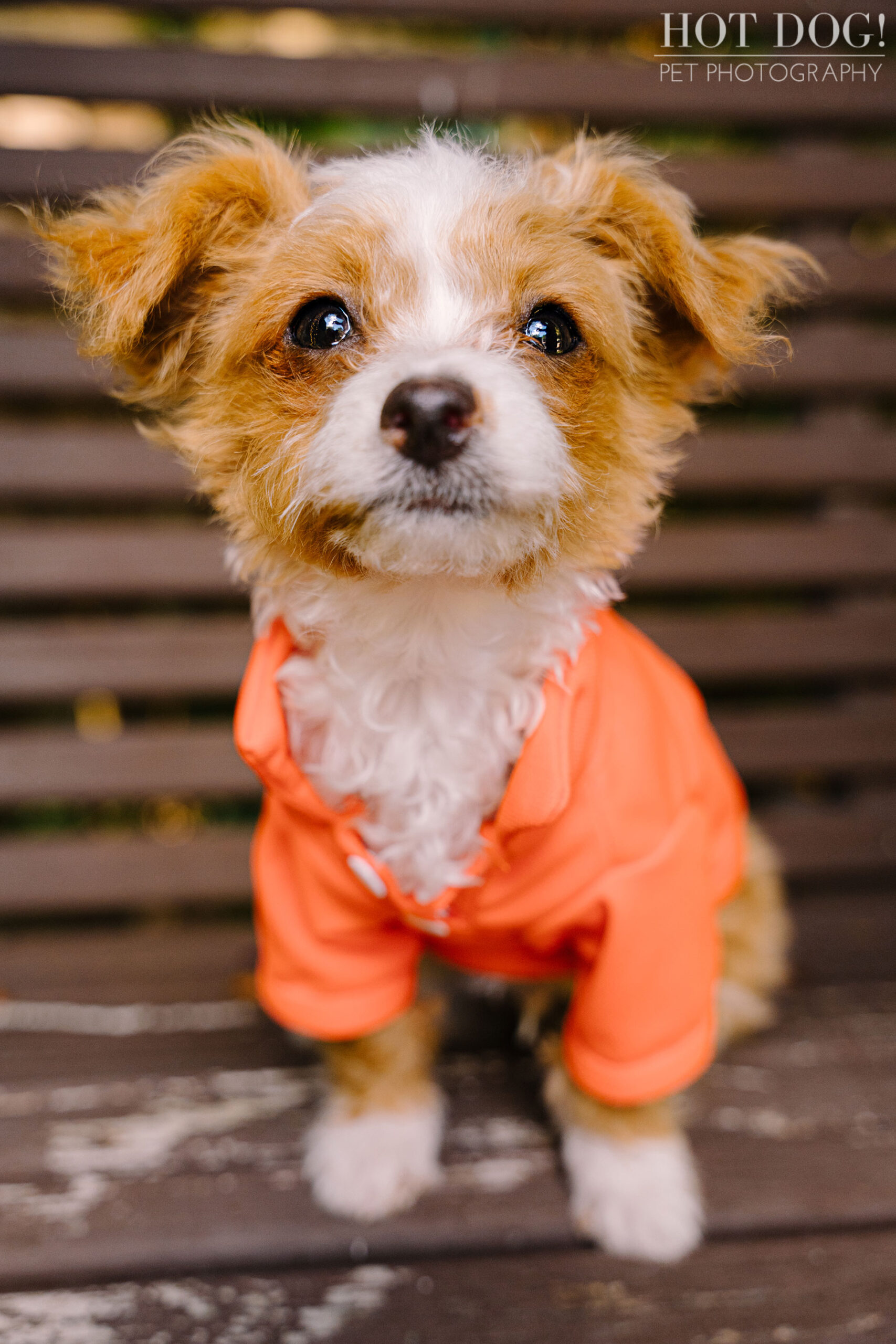 Malchipoo puppies are the stars of this adorable pet photo session in Orlando by Hot Dog! Pet Photography.