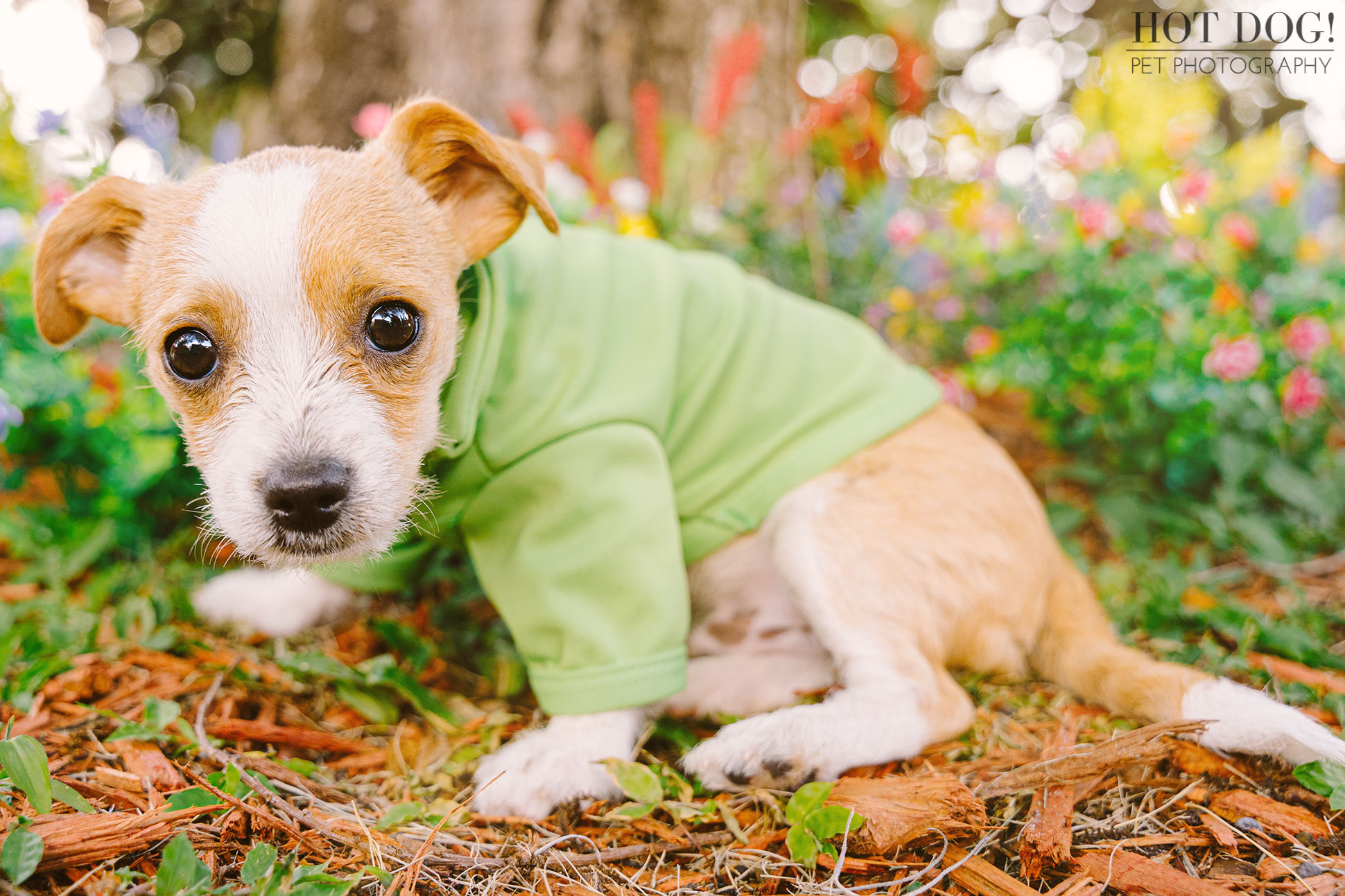 Hot Dog! Pet Photography is the perfect choice for pet photography in Orlando.