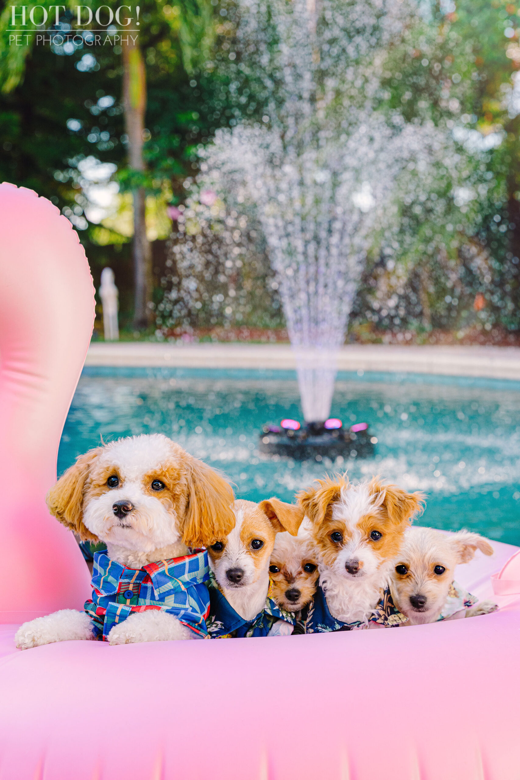 A professional pet photo session with Hot Dog! Pet Photography featuring adorable Malchipoo puppies.