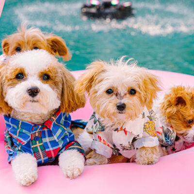 Teddy and the Malchipoo Puppies | Dr. Phillips Pet Photography