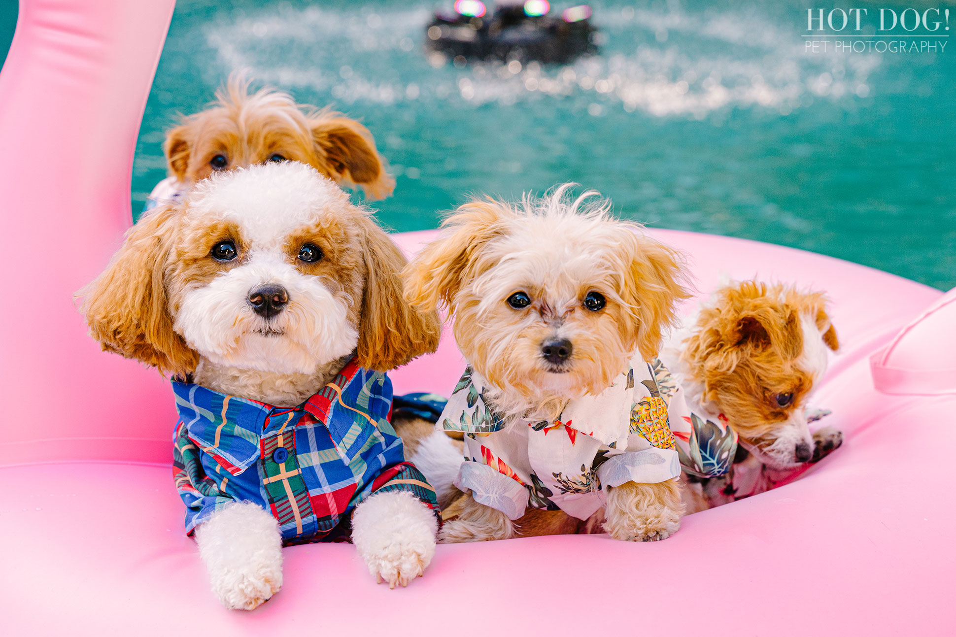A professional pet photo session with Hot Dog! Pet Photography featuring adorable Malchipoo puppies.