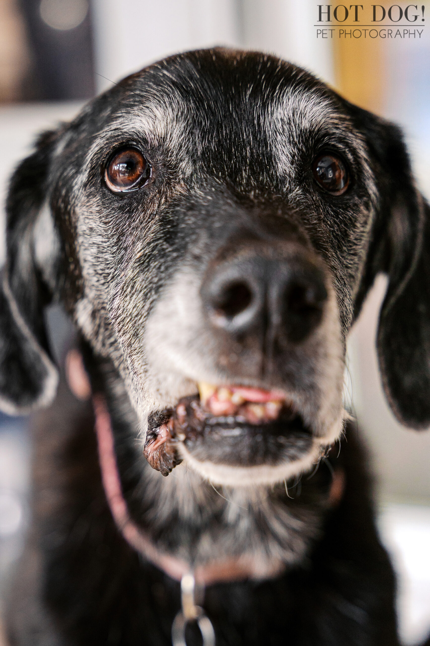 Close-up portrait of Sadie, a senior black Great Dane mix with soulful brown eyes and a gray muzzle.