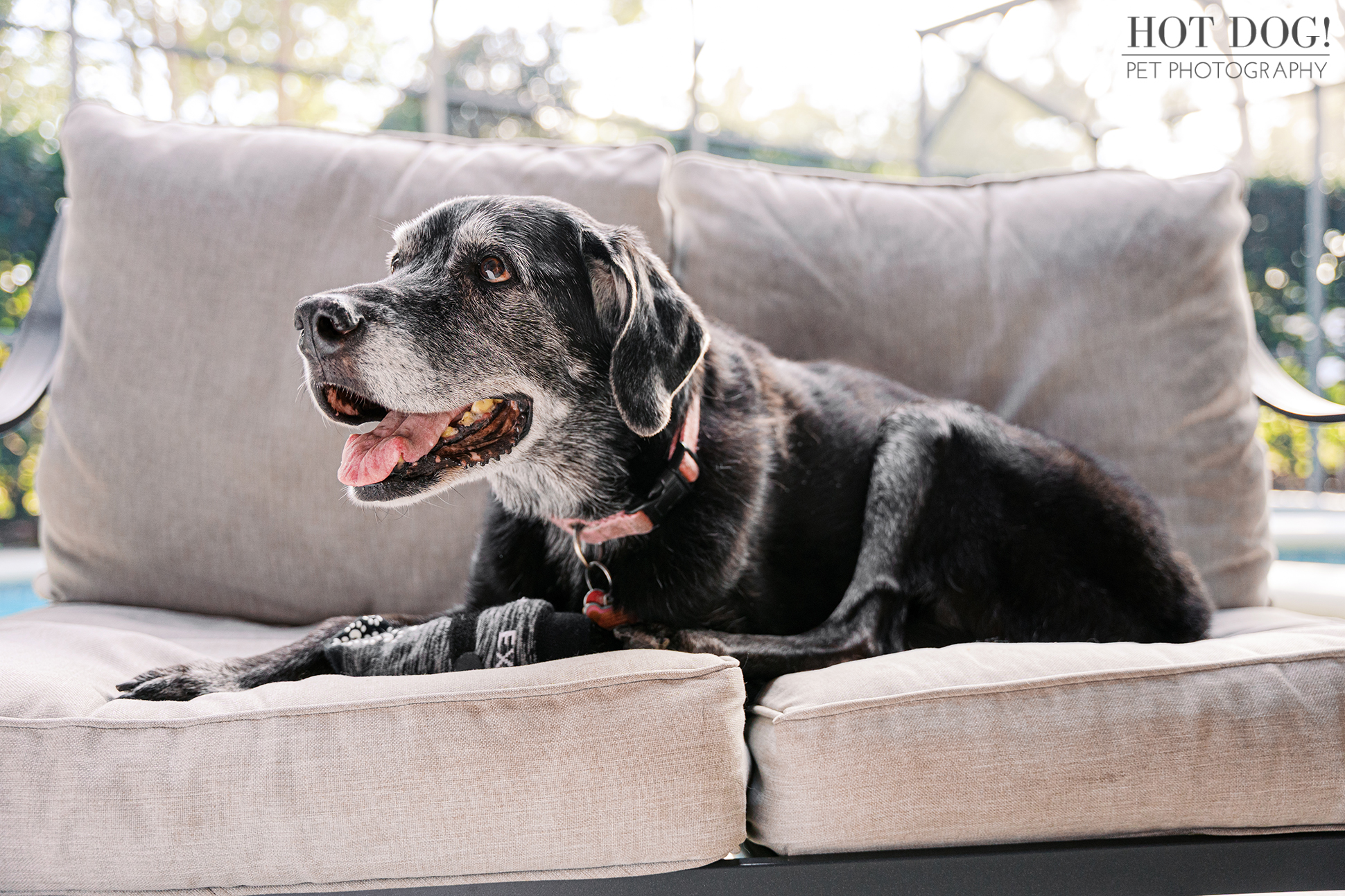 Sadie resting on an outdoor sofa on her screened lanai during a relaxed at-home senior dog photography session in Lake Mary.
