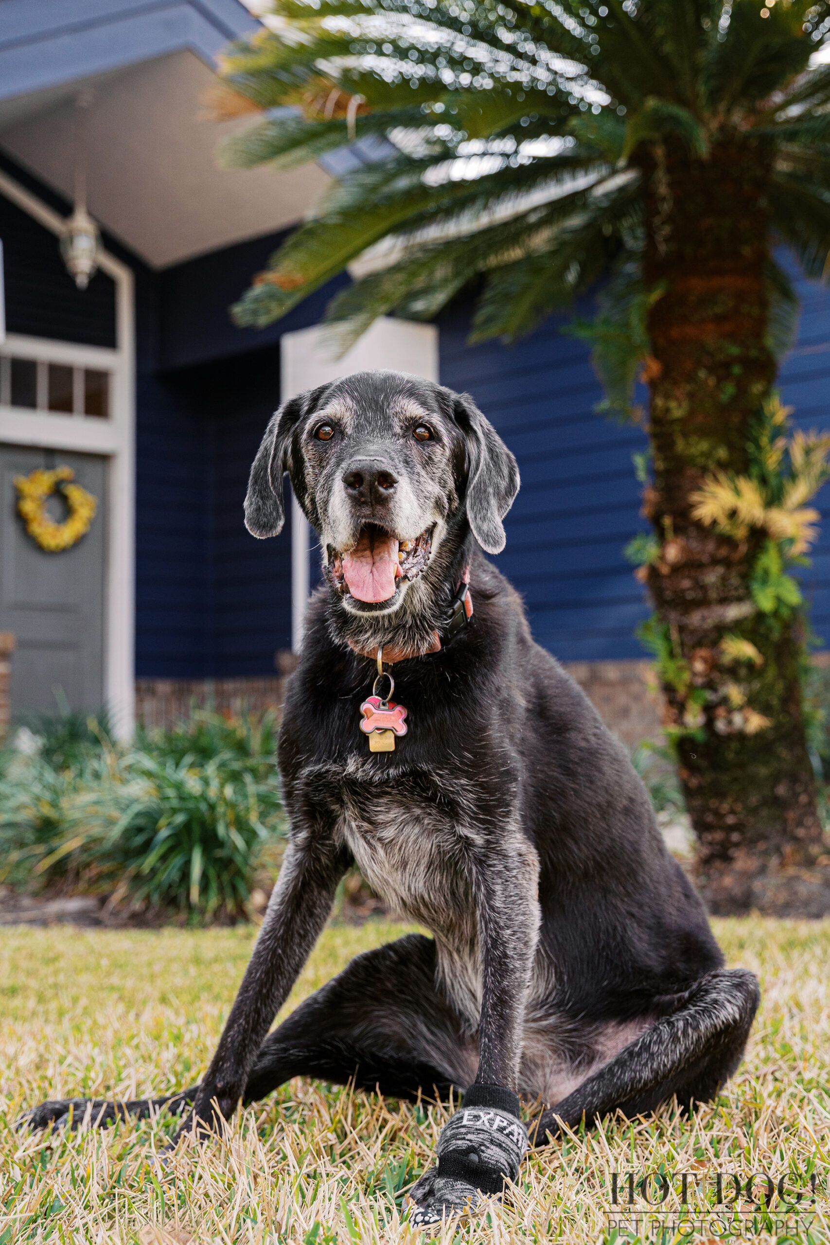 Sadie sitting in the front yard of her Lake Mary home with a palm tree and blue house in the background.