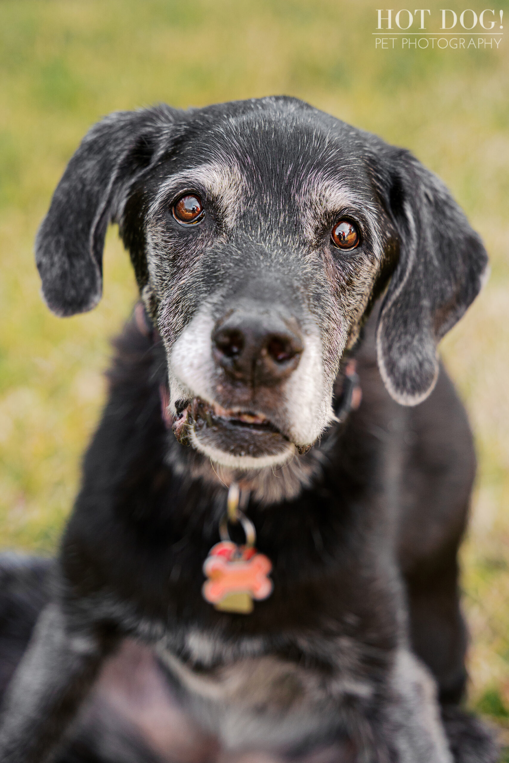 Close-up outdoor portrait of Sadie, a senior black Great Dane mix with a gray muzzle and warm brown eyes.