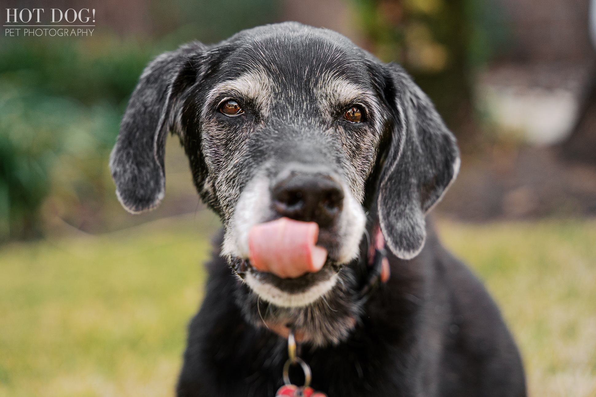 Sadie looking toward the camera with her tongue slightly out during a relaxed backyard pet photography session in Lake Mary.