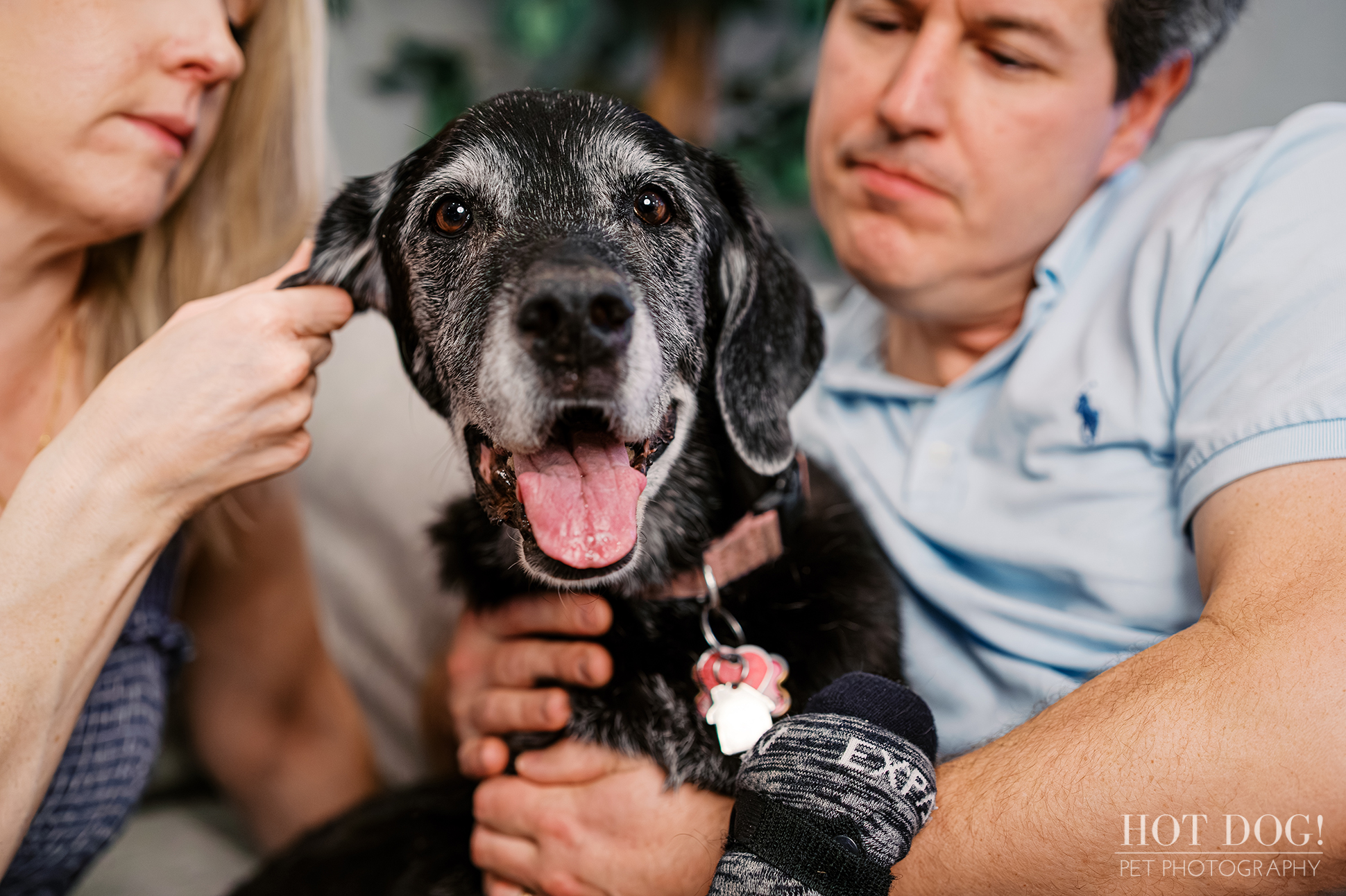 Sadie being gently held by her owners on the couch, wearing a protective paw wrap during a Lake Mary at-home pet session.
