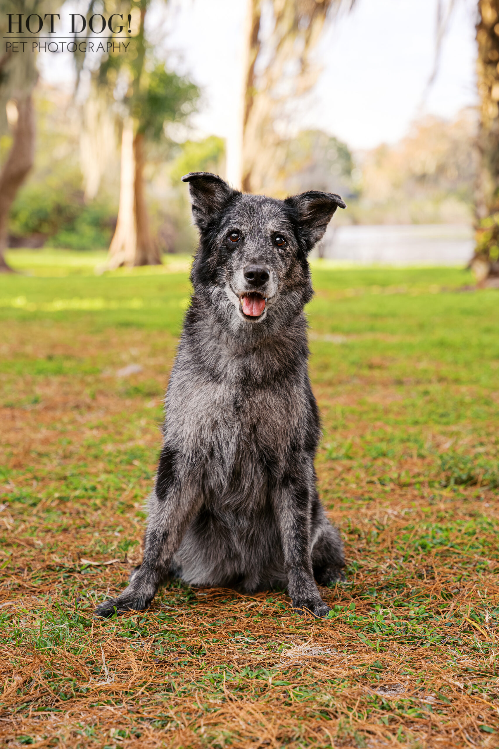 Sadie, a 15-year-old merle Aussie mix, sitting on grass at Cypress Grove Park in Orlando during her pet photography session.