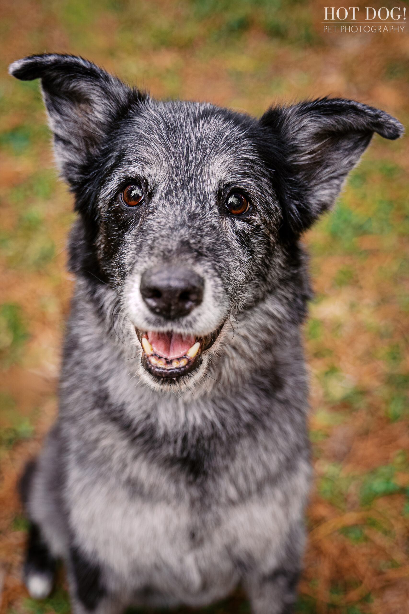 Close-up portrait of Sadie the senior Aussie mix with perked ears and bright eyes at Cypress Grove Park.