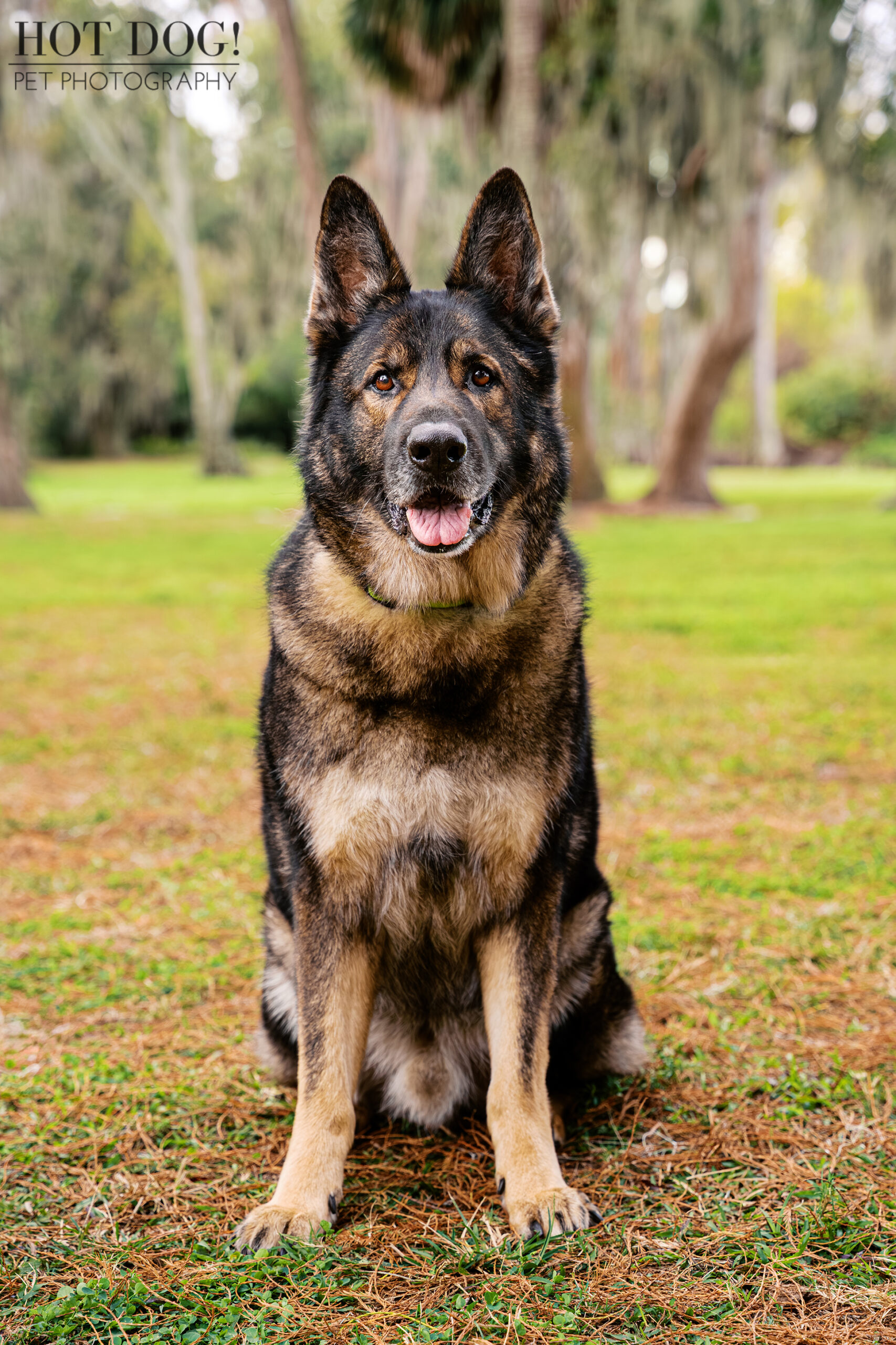 Appa, a black sable German Shepherd, sitting in front of oak trees at Cypress Grove Park in Orlando.