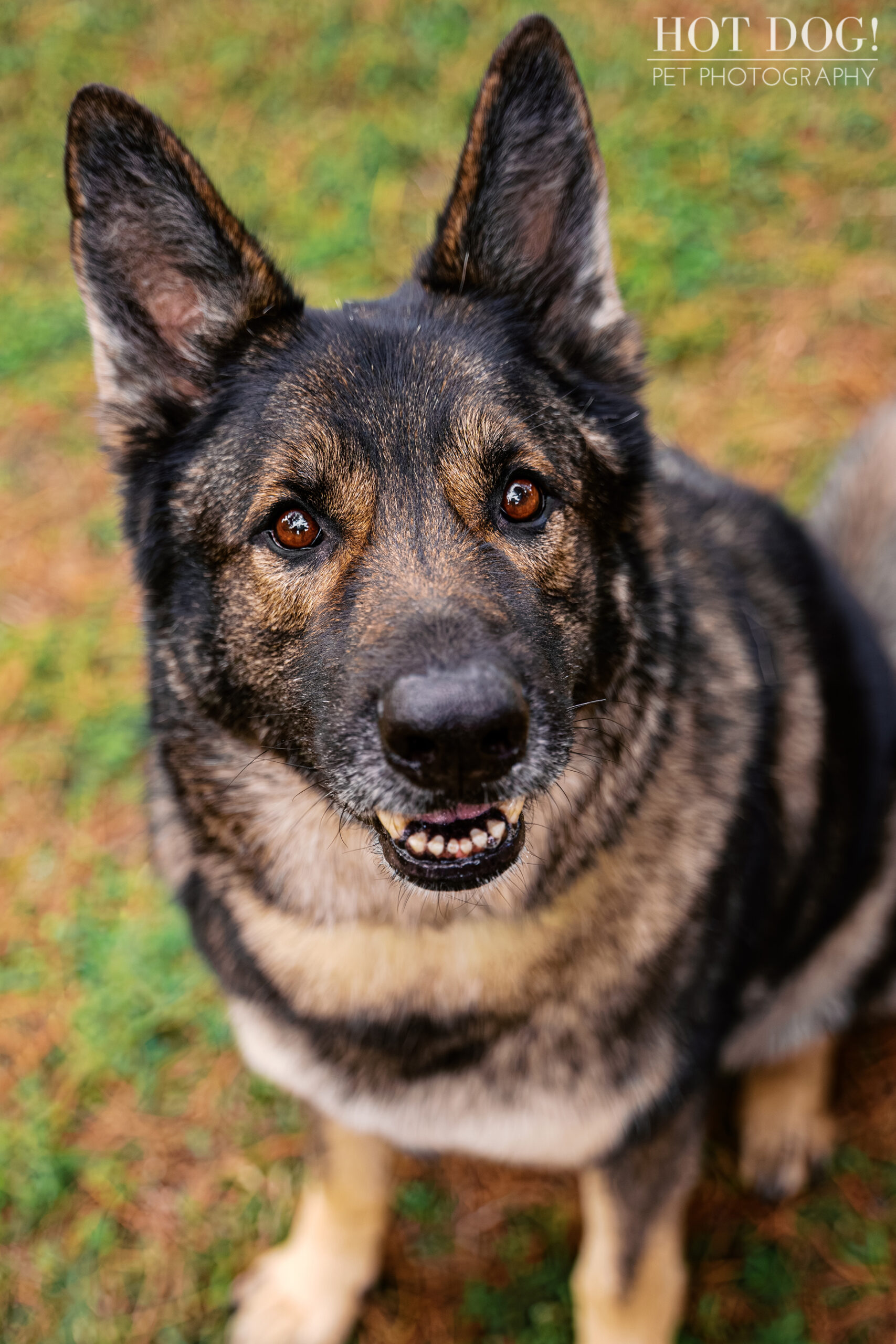 Close-up of Appa the German Shepherd with alert ears during his outdoor pet photography session.