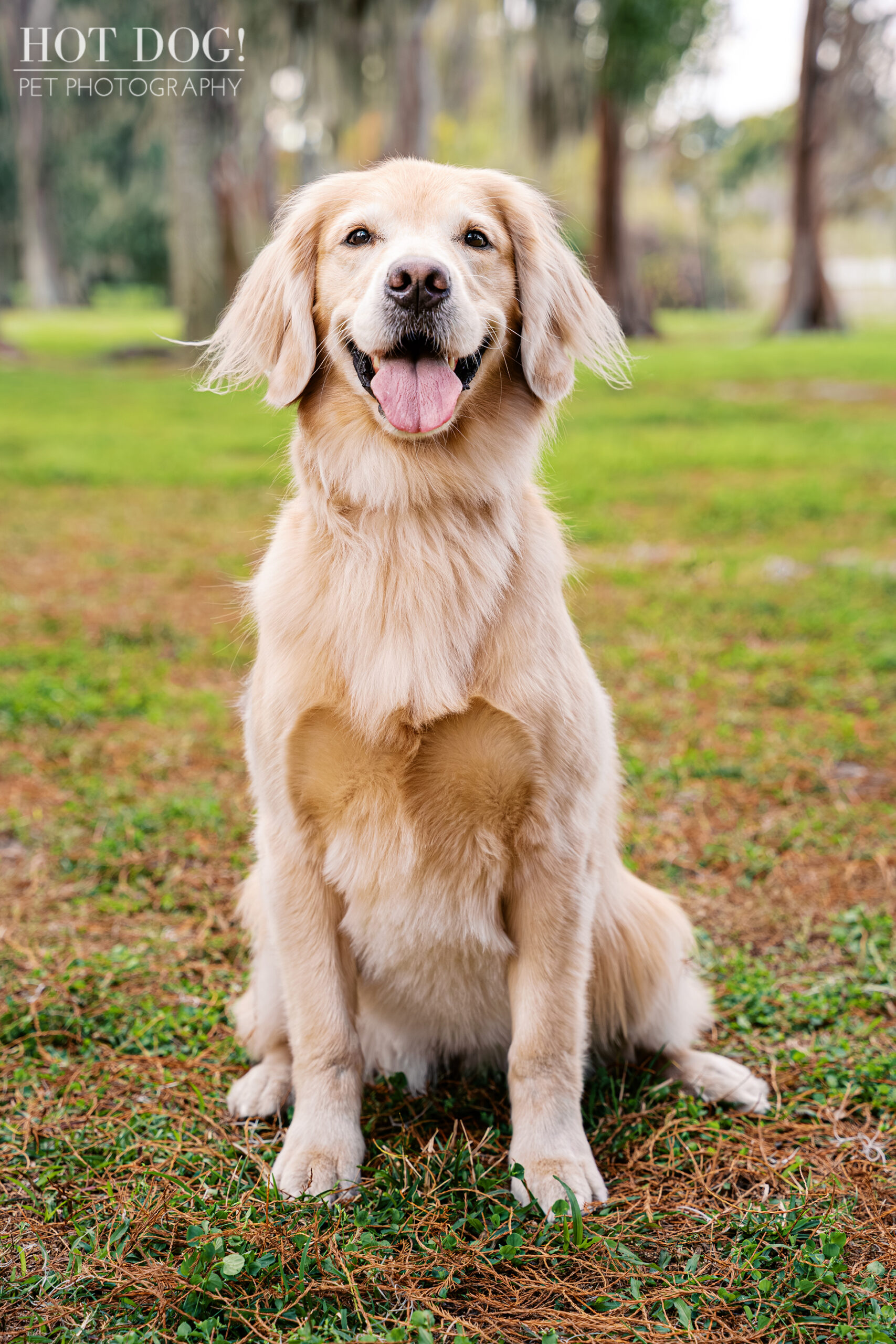 Korra, a golden retriever, sitting in the grass at Cypress Grove Park during her Orlando pet photography session.