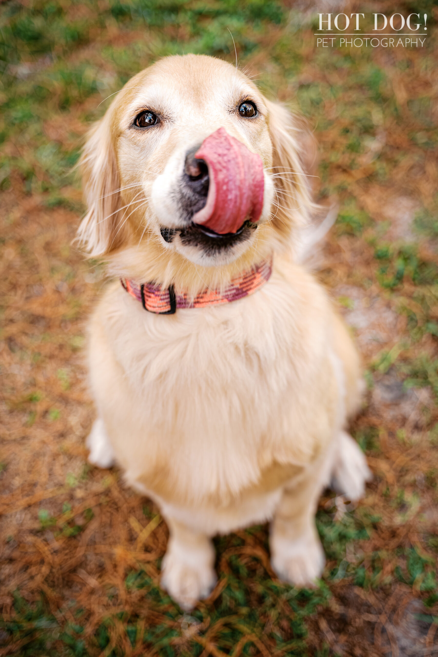 Playful close-up of Korra the golden retriever licking her nose at Cypress Grove Park.