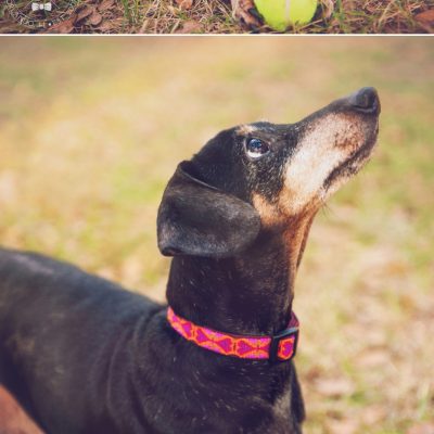 Rescue Portraits | Orlando Pet Photography