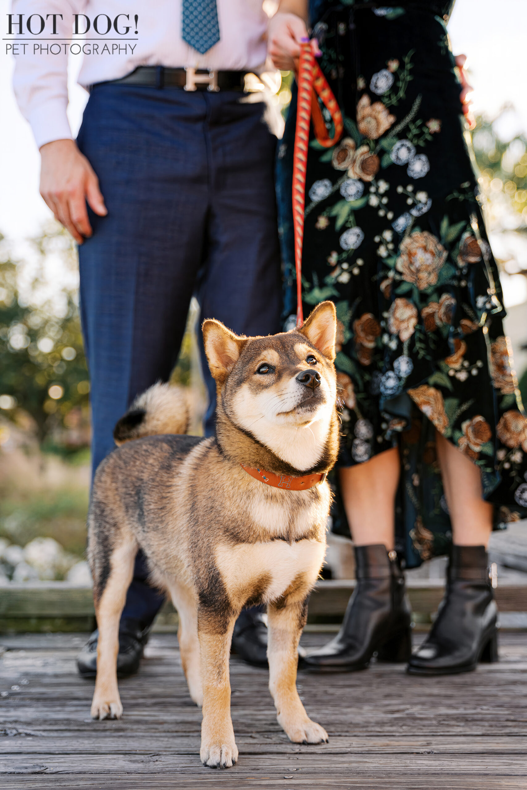 Sesame Shiba Inu puppy standing on a wooden boardwalk with a patterned leash, looking upward while her owners stand behind her.