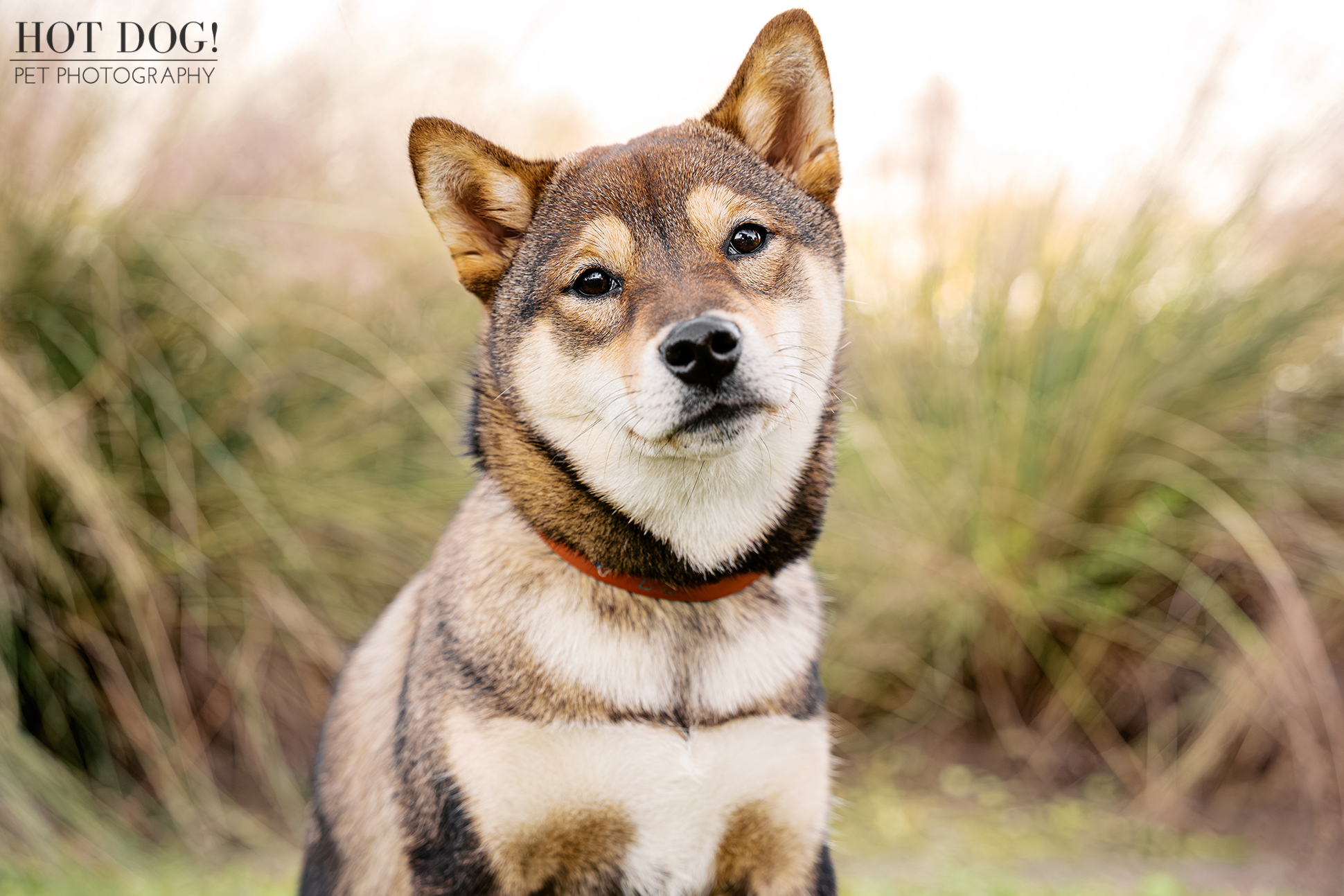 Close-up portrait of a sesame Shiba Inu puppy sitting outdoors with soft greenery in the background.