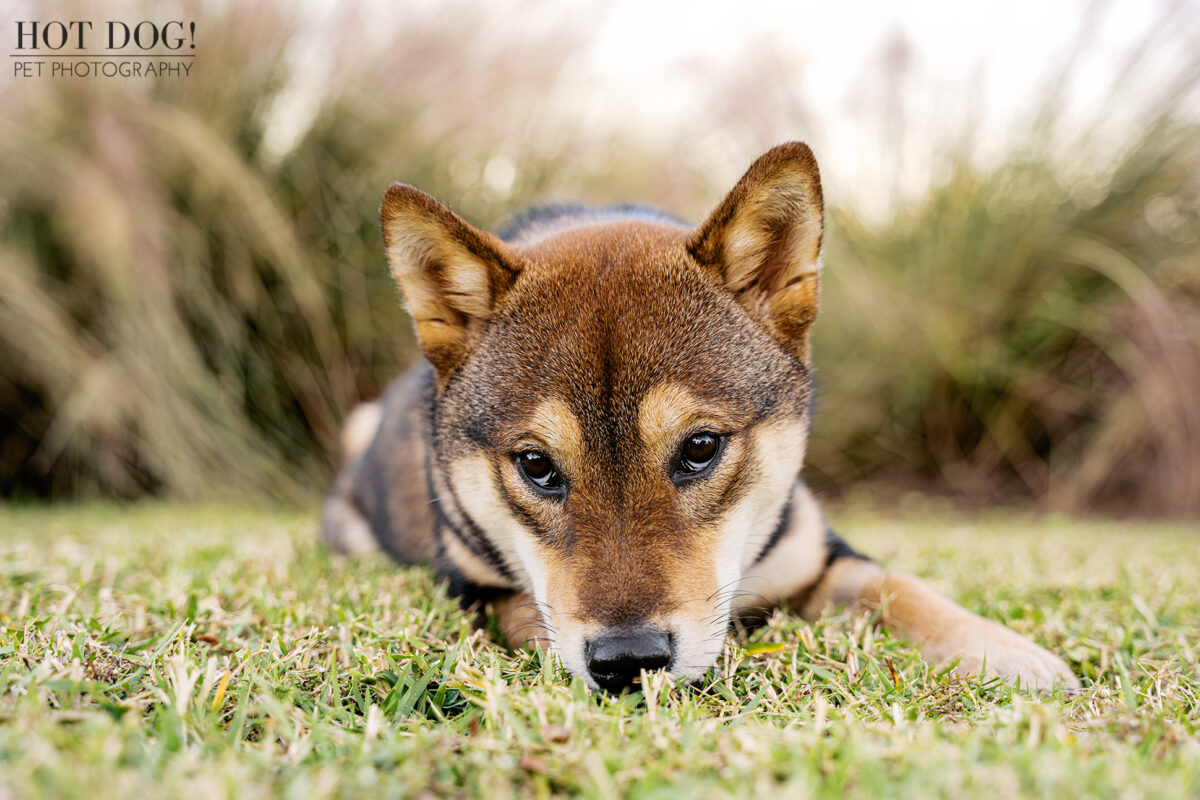Sesame Shiba Inu puppy lying down on grass with head resting low, photographed in warm evening light.