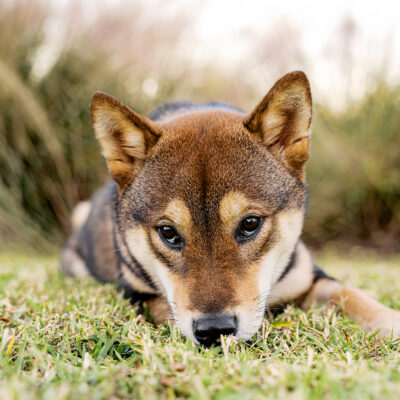 Sakura the Shiba Inu Puppy at Harbor Park | Baldwin Park Pet Photography