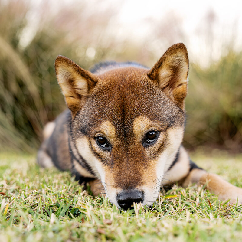 Sakura the Shiba Inu Puppy at Harbor Park | Baldwin Park Pet Photography