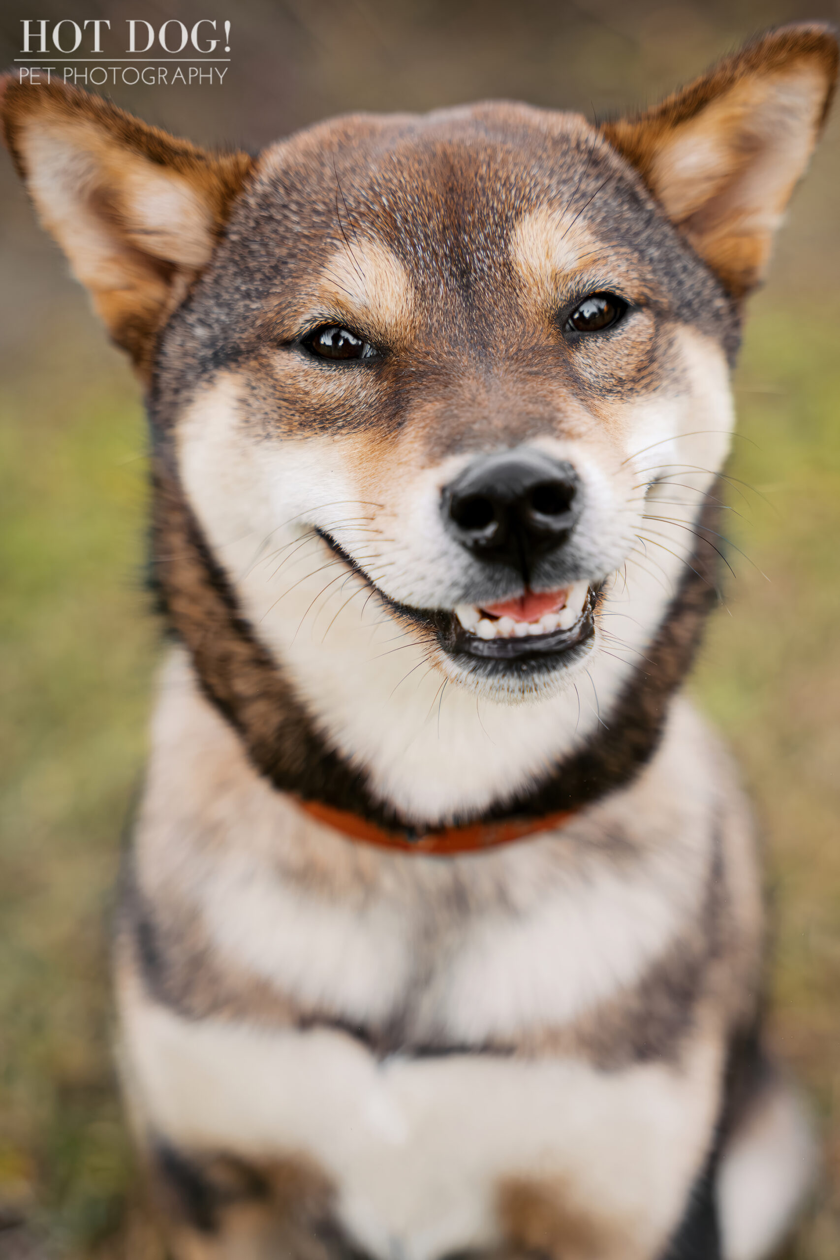 Close-up of a sesame Shiba Inu puppy smiling slightly while looking toward the camera in an outdoor setting.