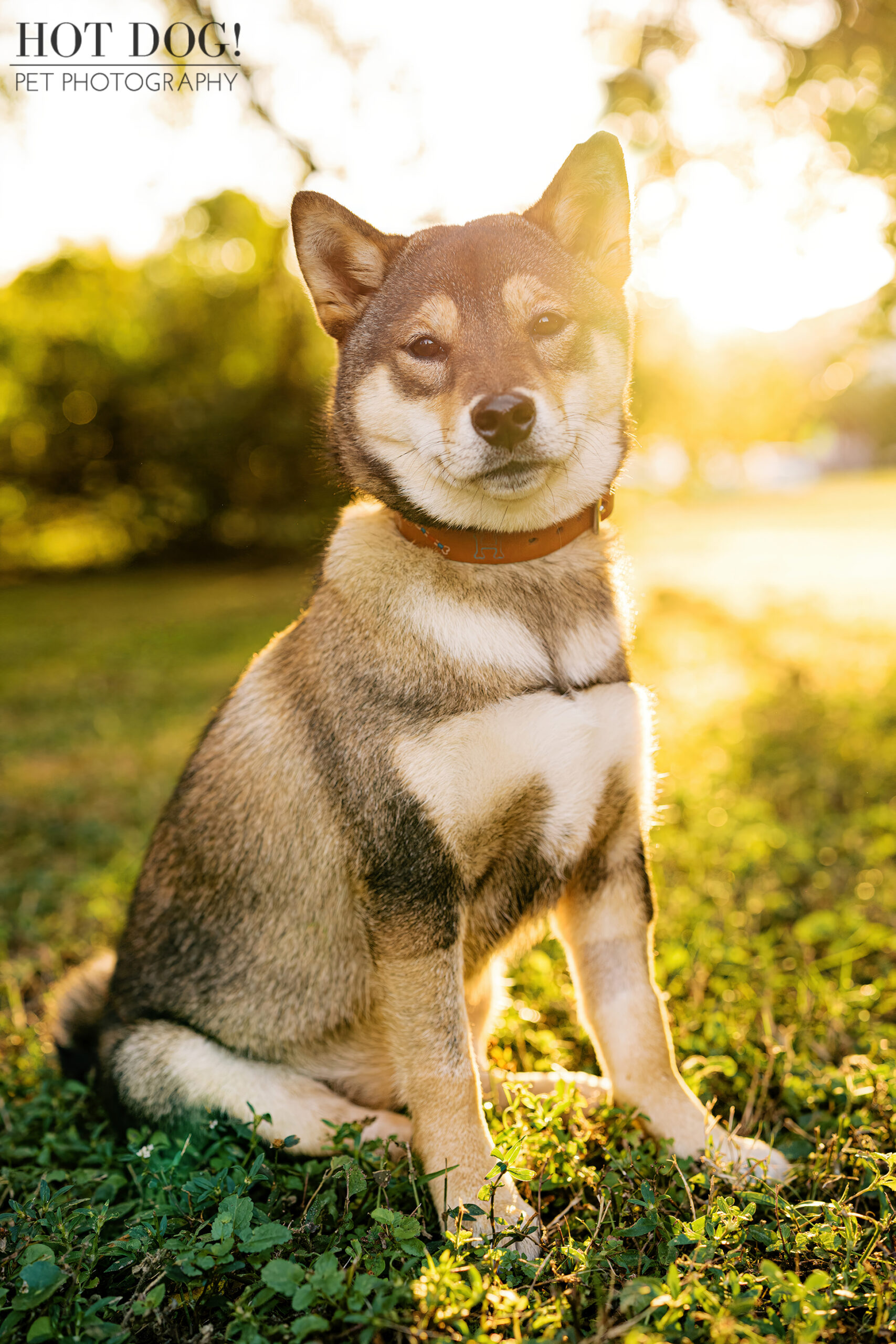 Sesame Shiba Inu puppy sitting on grass with sunlight glowing behind her, photographed during golden hour in a park.