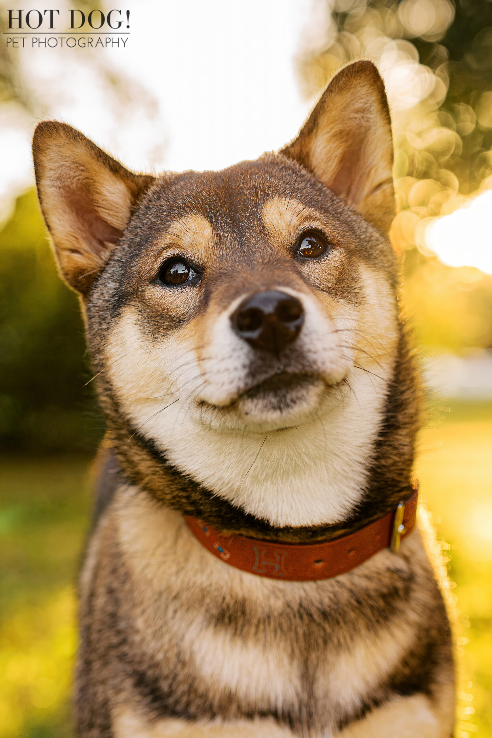 Close-up portrait of a sesame Shiba Inu puppy with ears perked, photographed outdoors with golden light filtering through trees.